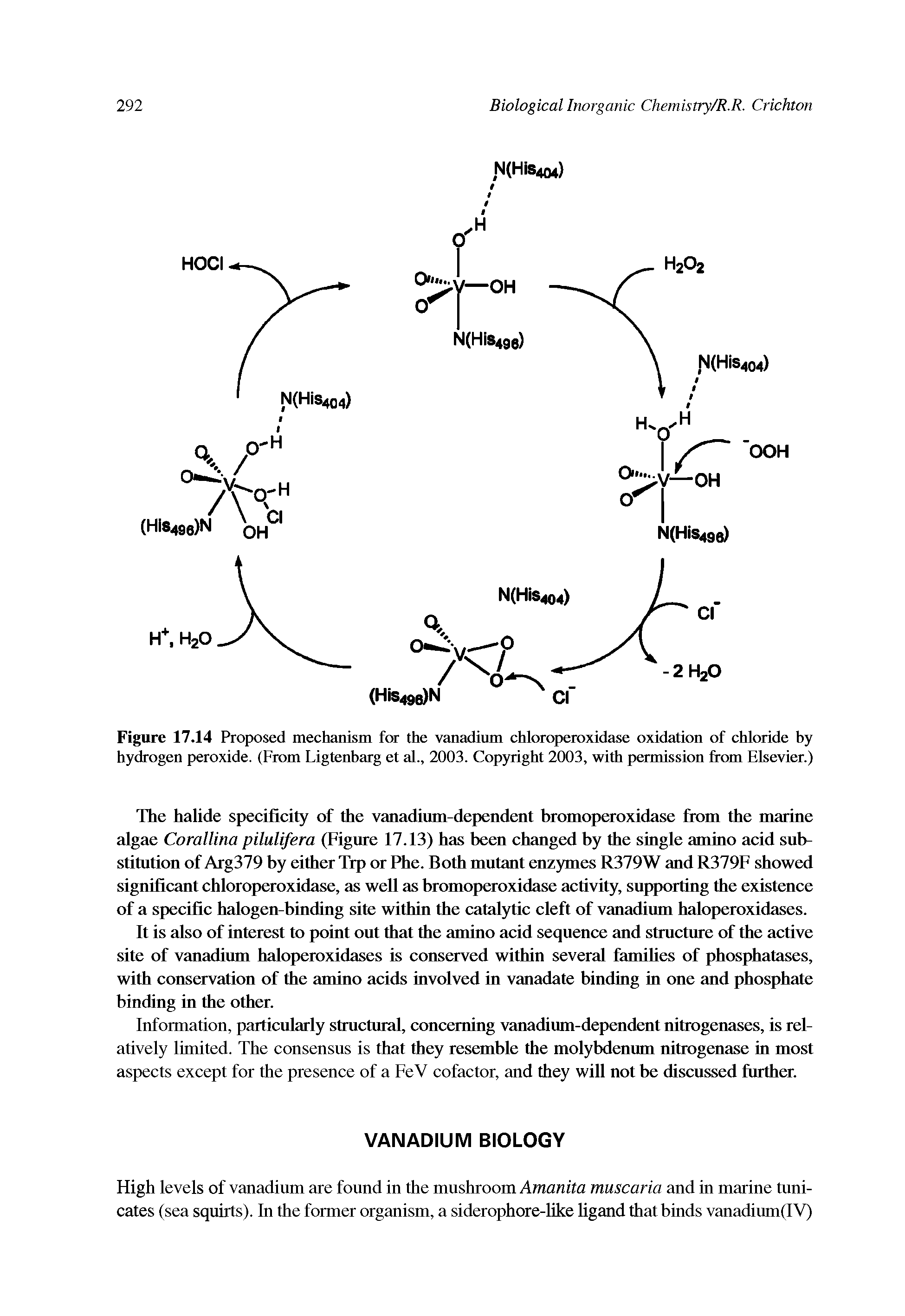Figure 17.14 Proposed mechanism for the vanadium chloroperoxidase oxidation of chloride by hydrogen peroxide. (From Ligtenbarg et al., 2003. Copyright 2003, with permission from Elsevier.)...