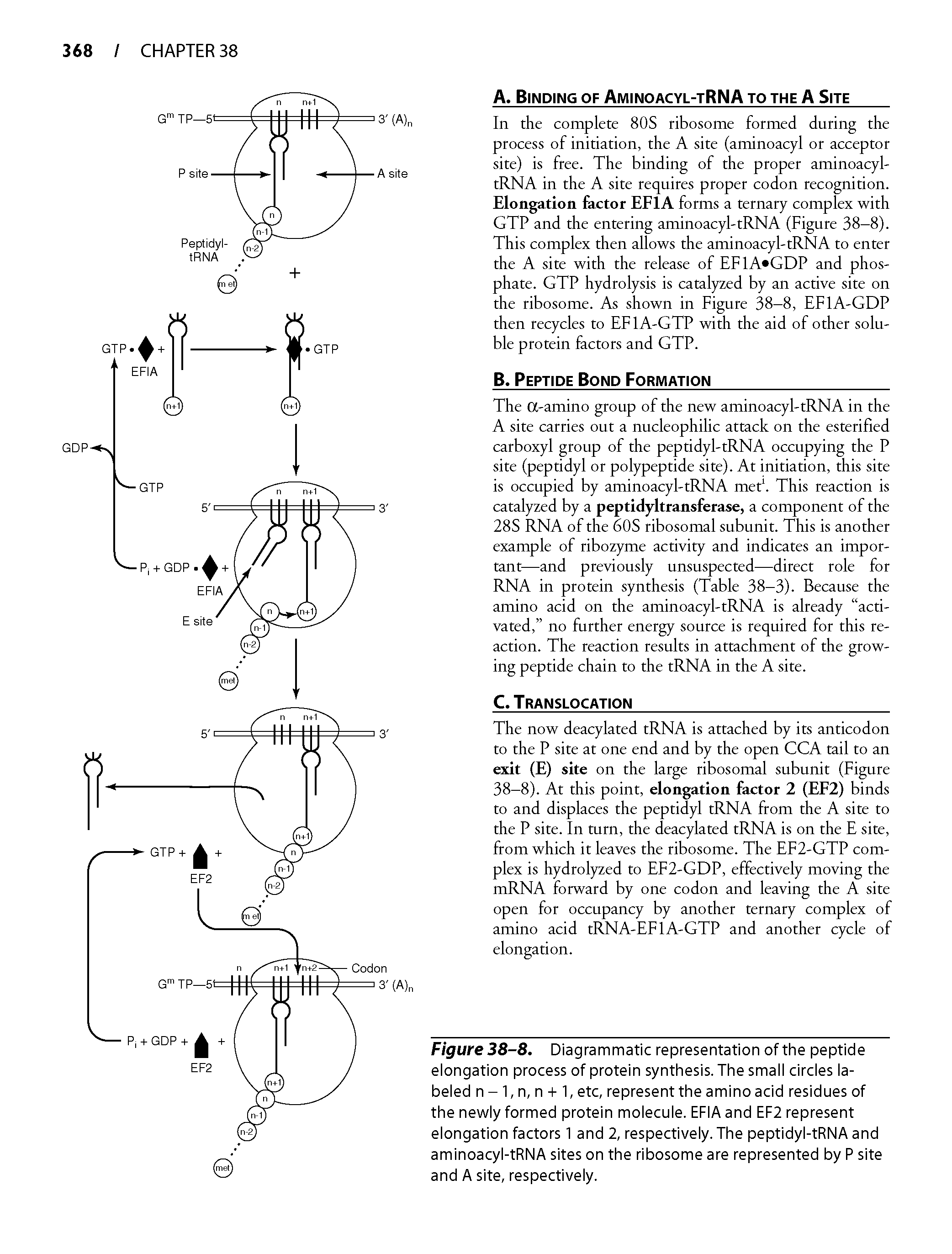 Figure 38-8. Diagrammatic representation of the peptide elongation process of protein synthesis. The small circles labeled n - 1, n, n -I-1, etc, represent the amino acid residues of the newly formed protein molecule. EFIA and EF2 represent elongation factors 1 and 2, respectively. The peptidyl-tRNA and aminoacyl-tRNA sites on the ribosome are represented by P site and A site, respectively.