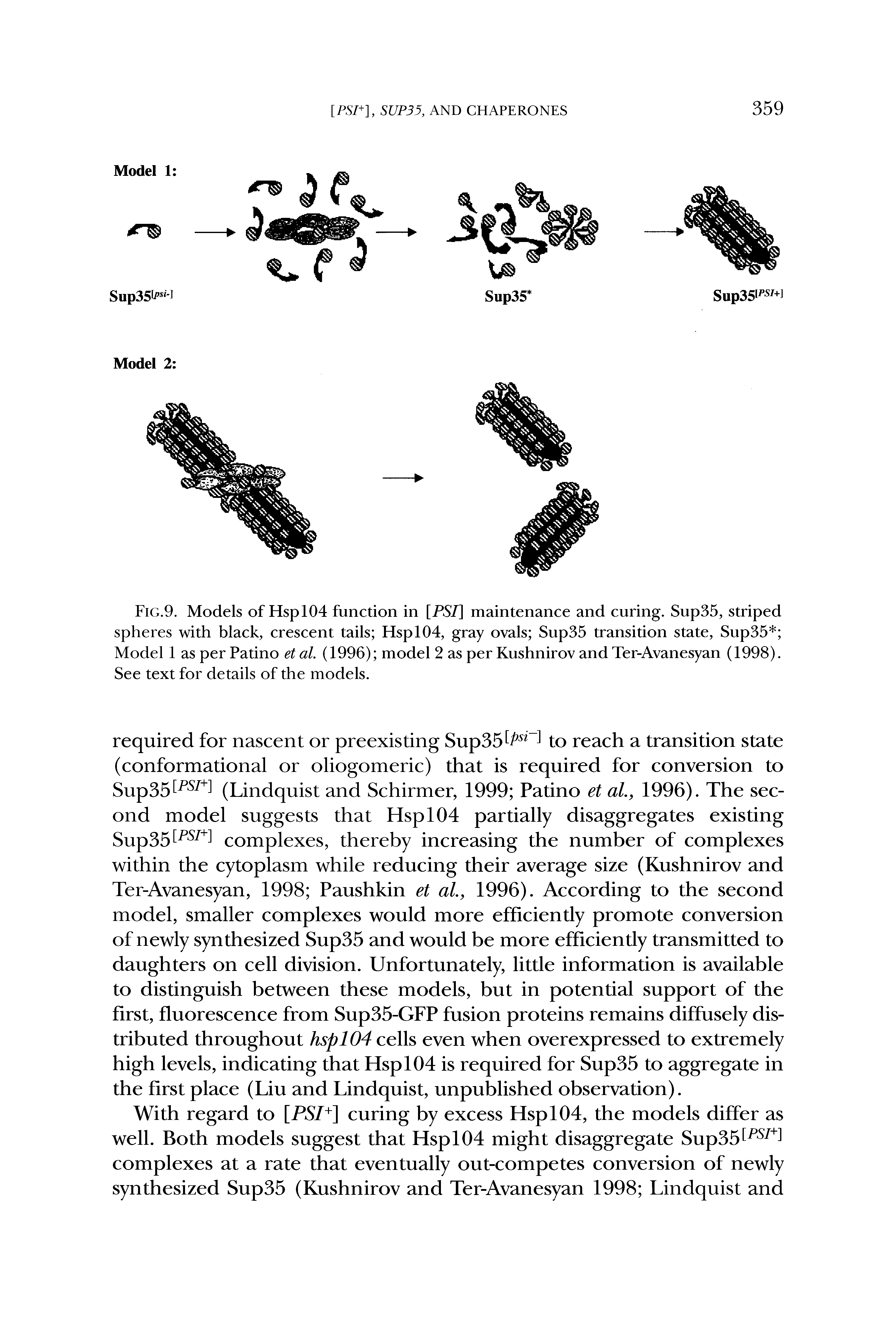 Fig.9. Models of Hspl04 function in [PSI] maintenance and curing. Sup35, striped spheres with black, crescent tails Hspl04, gray ovals Sup35 transition state, Sup35 Model 1 as per Patino et al. (1996) model 2 as per Kushnirov and Ter-Avanesyan (1998). See text for details of the models.