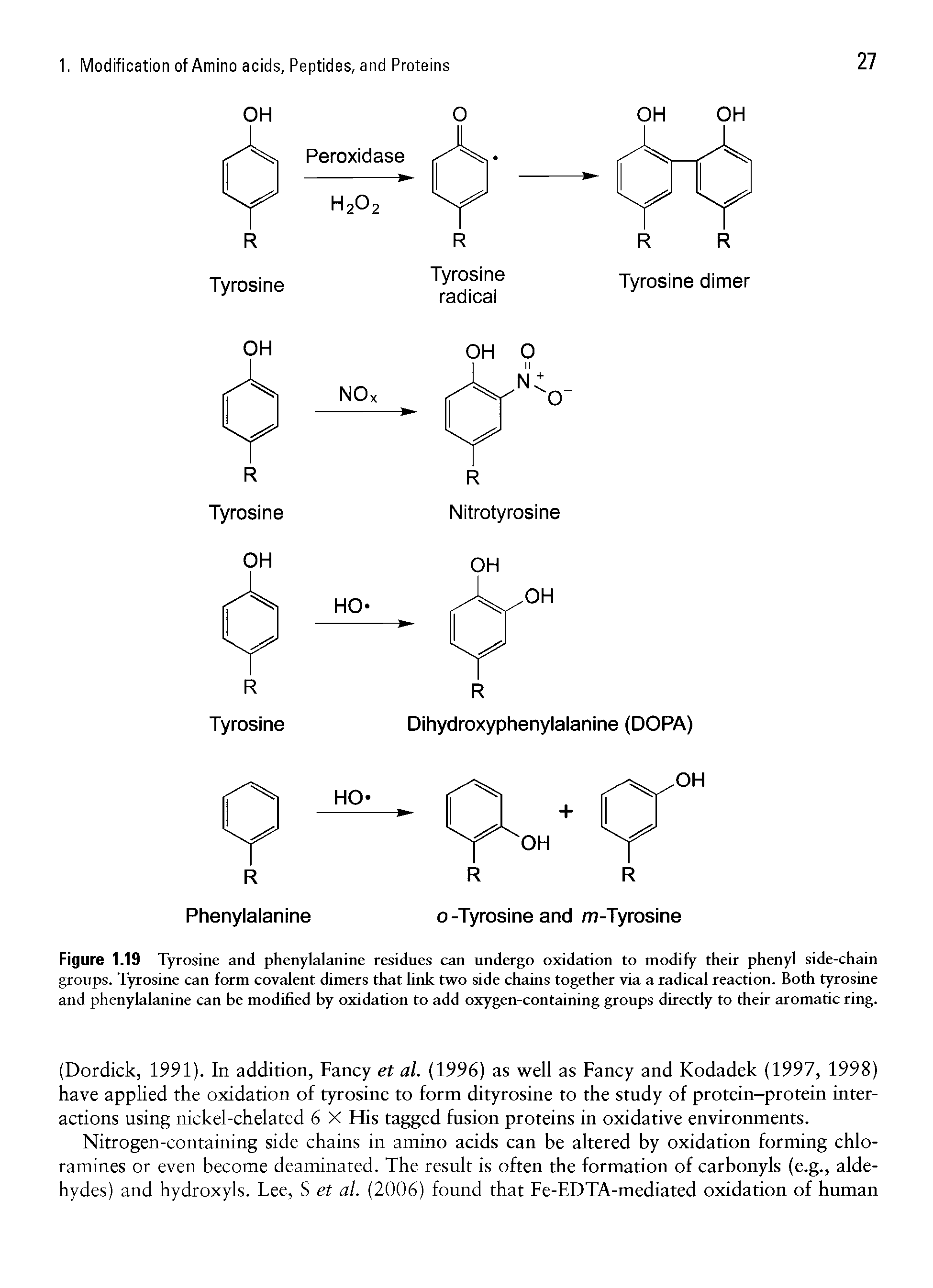 Figure 1.19 Tyrosine and phenylalanine residues can undergo oxidation to modify their phenyl side-chain groups. Tyrosine can form covalent dimers that link two side chains together via a radical reaction. Both tyrosine and phenylalanine can be modified by oxidation to add oxygen-containing groups directly to their aromatic ring.