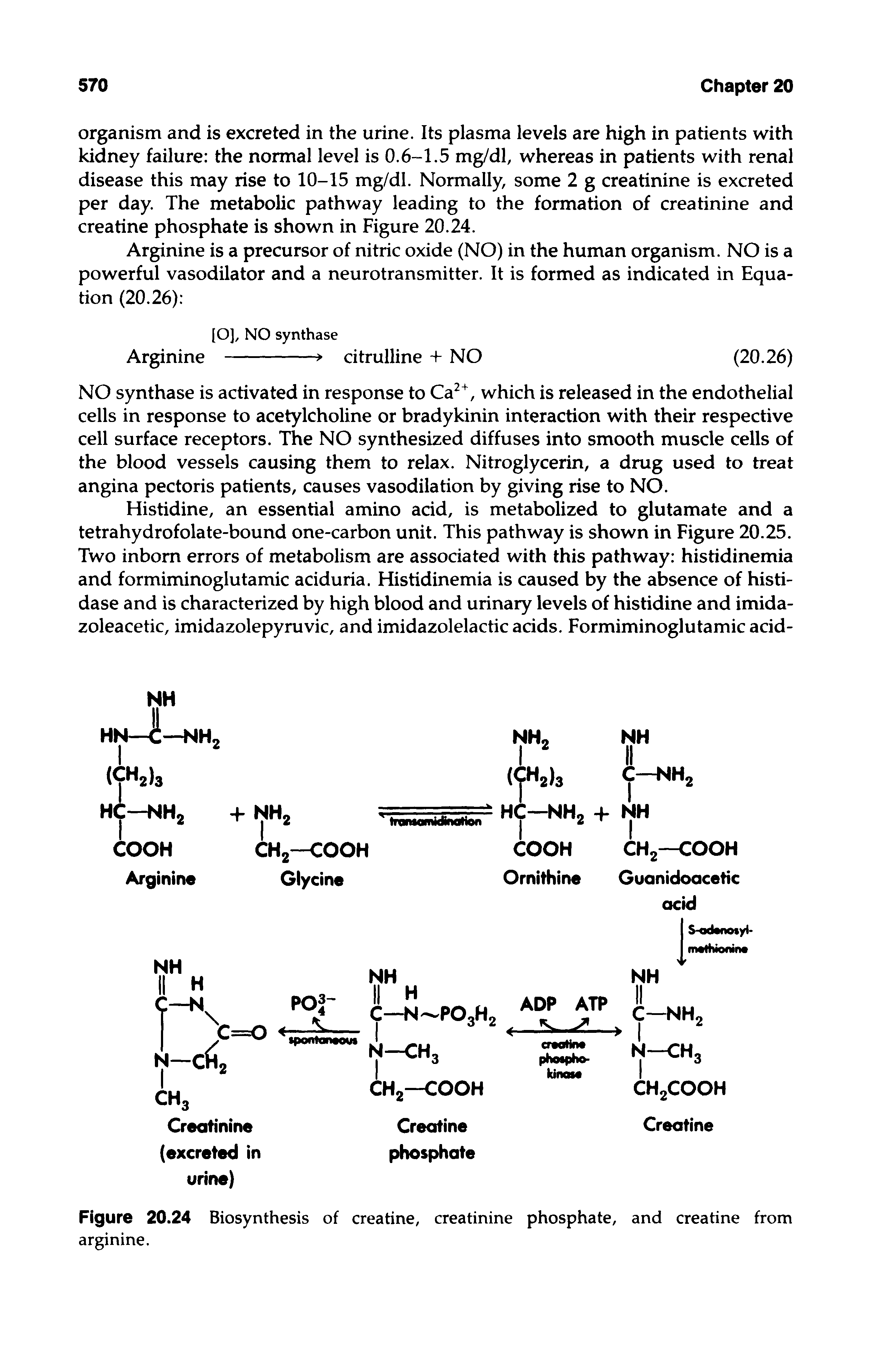 Figure 20.24 Biosynthesis of creatine, creatinine phosphate, and creatine from arginine.