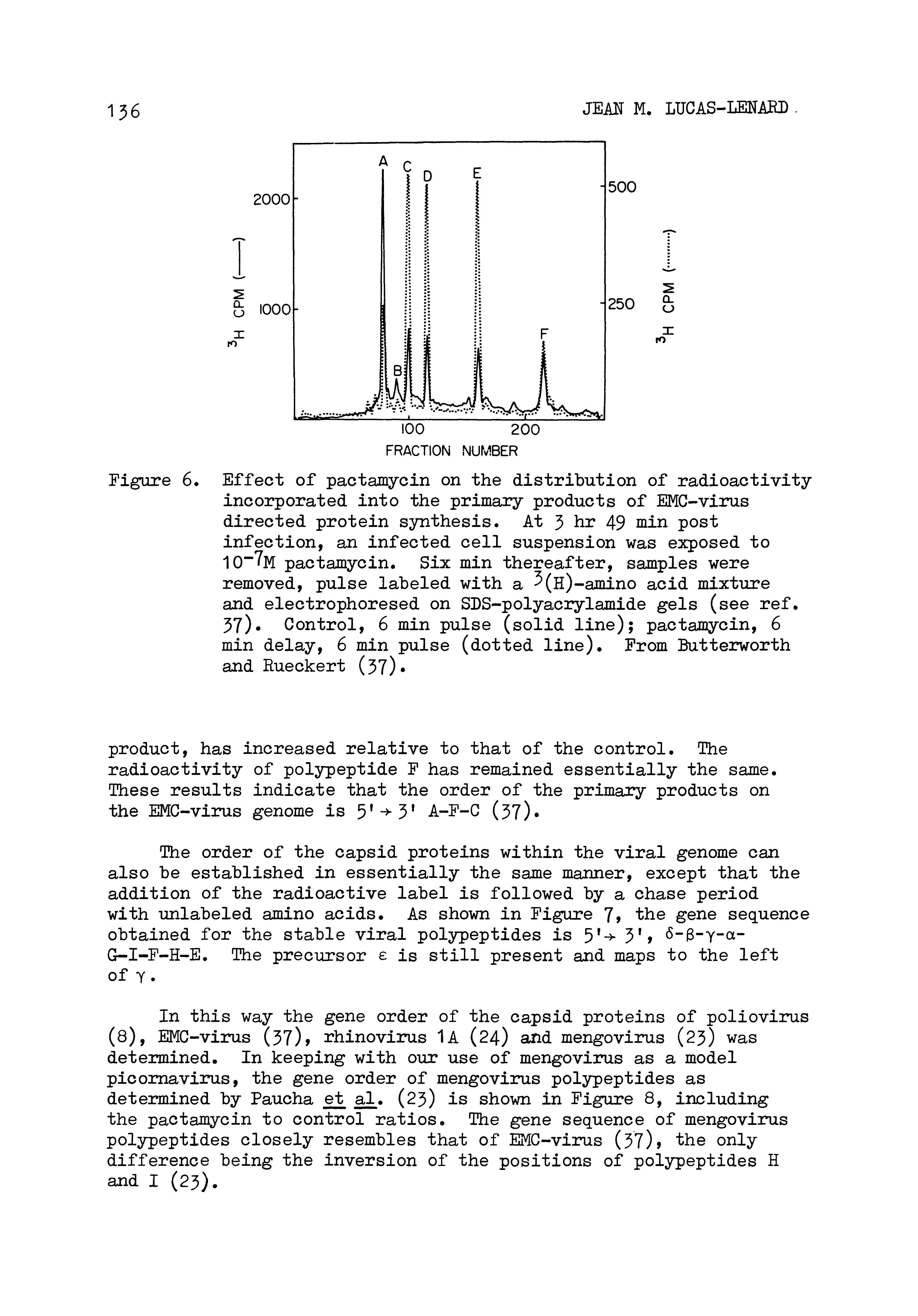 Figure 6. Effect of pactamycin on the distribution of radioactivity incorporated into the primary products of EMC-virus directed protein synthesis. At 5 iu 49 niin post infection, an infected cell suspension was exposed to pactamycin. Six min thereafter, samples were removed, pulse labeled with a (h)-amino acid mixture and electrophoresed on SDS-polyaciylamide gels (see ref. 57) Control, 6 min pulse (solid line) pactamycin, 6 min delay, 6 min pulse (dotted line). From Butterworth and Rueckert (57) ...