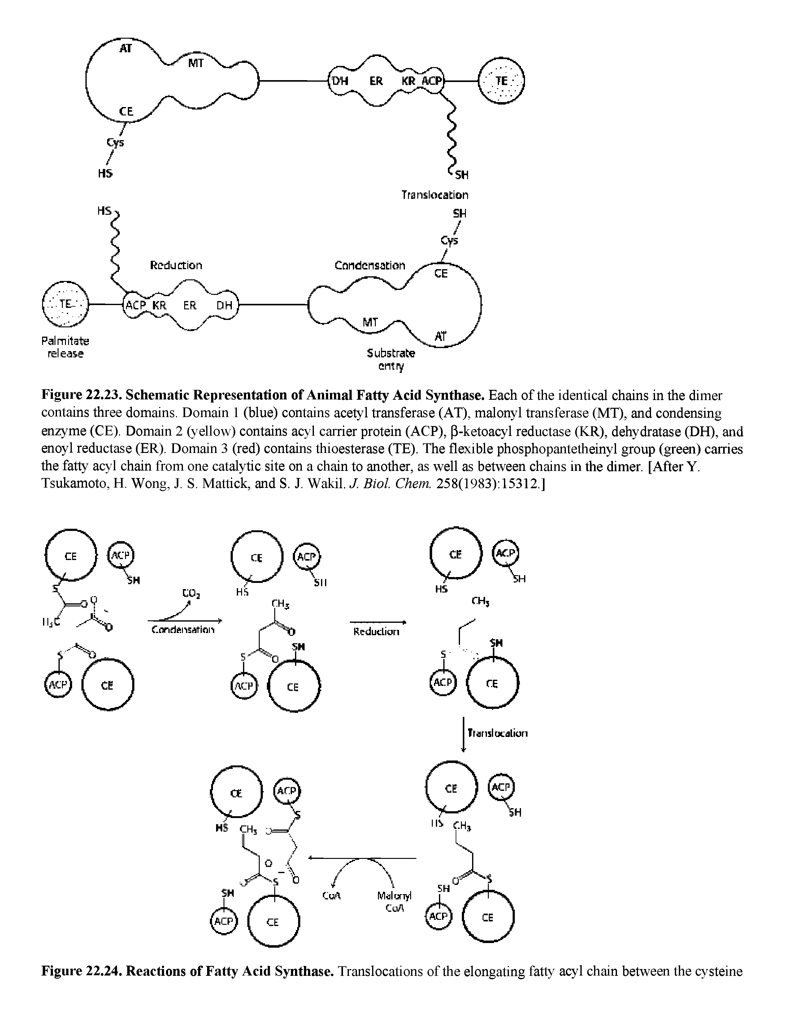 Figure 22.23. Schematic Representation of Animal Fatty Acid Synthase. Each of the identical chains in the dimer contains three domains. Domain 1 (blue) contains acetyl transferase (AT), malonyl transferase (MT), and condensing enzyme (CE). Domain 2 (yellow) contains acyl carrier protein (ACP), P-ketoacyl reductase (KR), dehydratase (DH), and enoyl reductase (ER). Domain 3 (red) contains thioesterase (TE). The flexible phosphopantetheinyl group (green) carries the fatty acyl chain from one catalytic site on a chain to another, as well as between chains in the dimer. [After Y. Tsukamoto, H. Wong, J. S. Mattick, and S. J. Wakil. J. Biol. Chem. 258(1983) 15312.]...