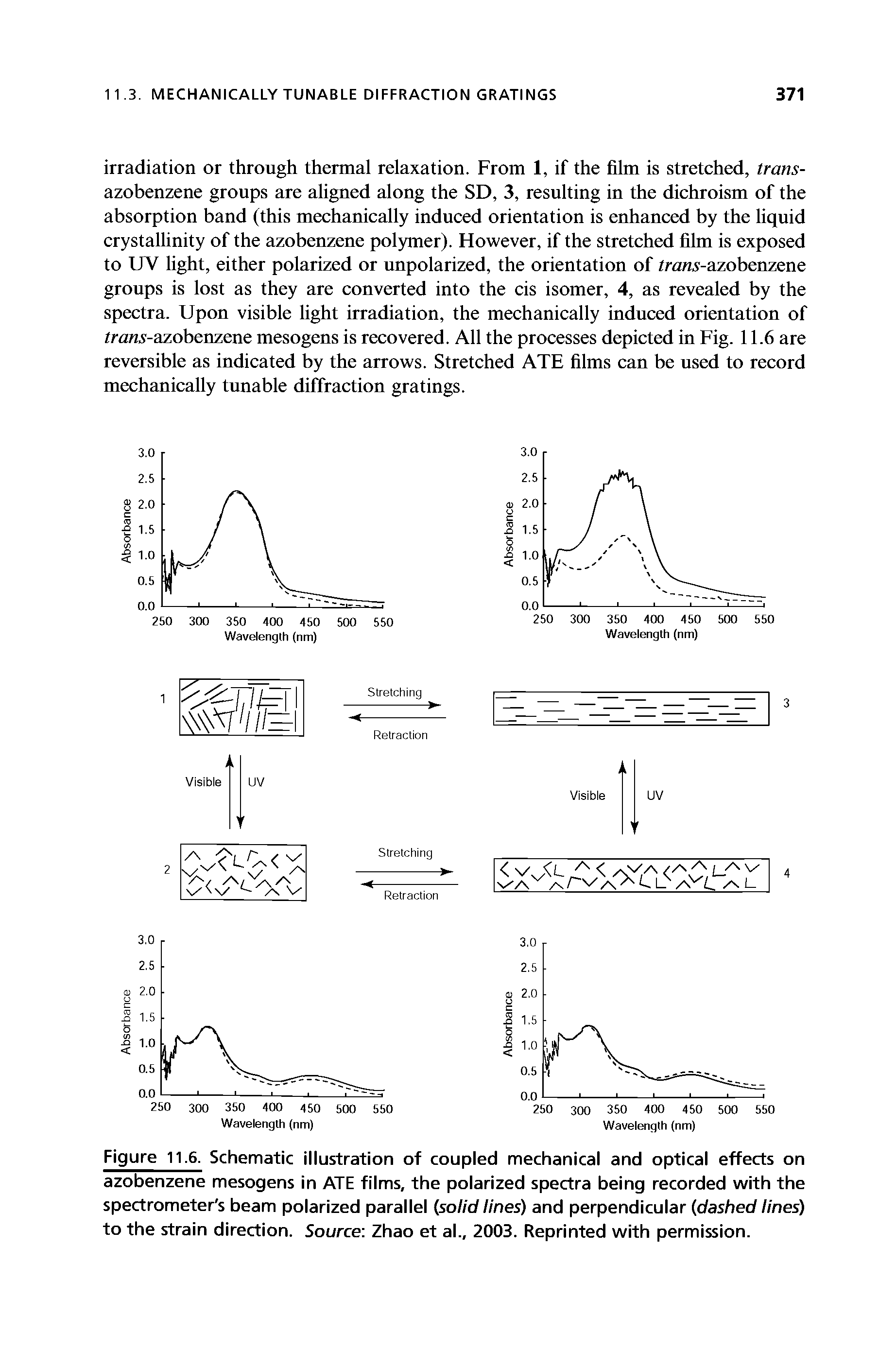 Figure 11.6. Schematic illustration of coupled mechanical and optical effects on azobenzene mesogens in ATE films, the polarized spectra being recorded with the spectrometer s beam polarized parallel solid tines) and perpendicular dashed lines) to the strain direction. Source Zhao et al., 2003. Reprinted with permission.