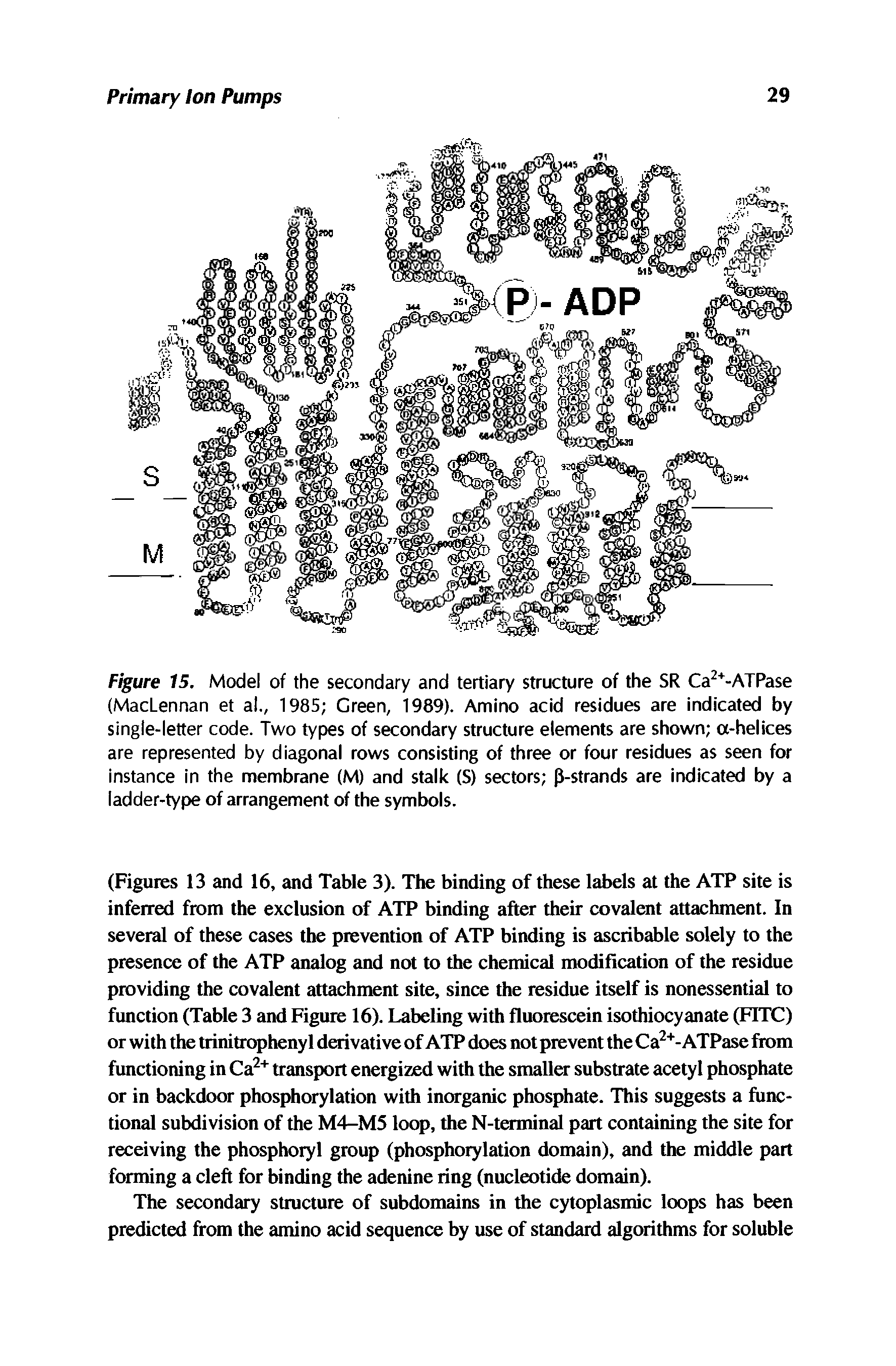 Figure 15. Model of the secondary and tertiary structure of the SR Ca2+-ATPase (MacLennan et al., 1985 Green, 1989). Amino acid residues are indicated by single-letter code. Two types of secondary structure elements are shown a-helices are represented by diagonal rows consisting of three or four residues as seen for instance in the membrane (M) and stalk (S) sectors P-strands are indicated by a ladder-type of arrangement of the symbols.