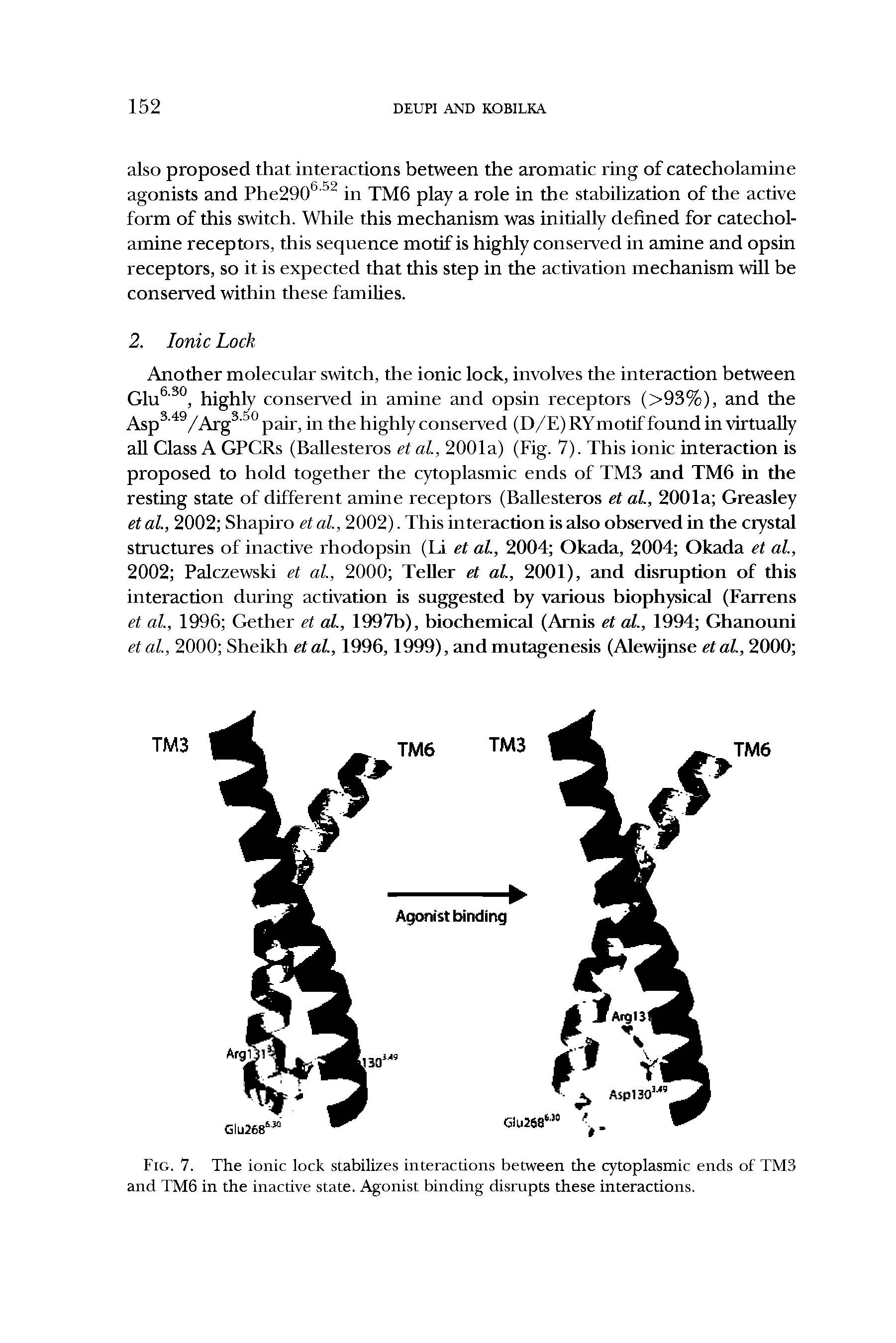 Fig. 7. The ionic lock stabilizes interactions between the cytoplasmic ends of TM3 and TM6 in the inactive state. Agonist binding disrupts these interactions.