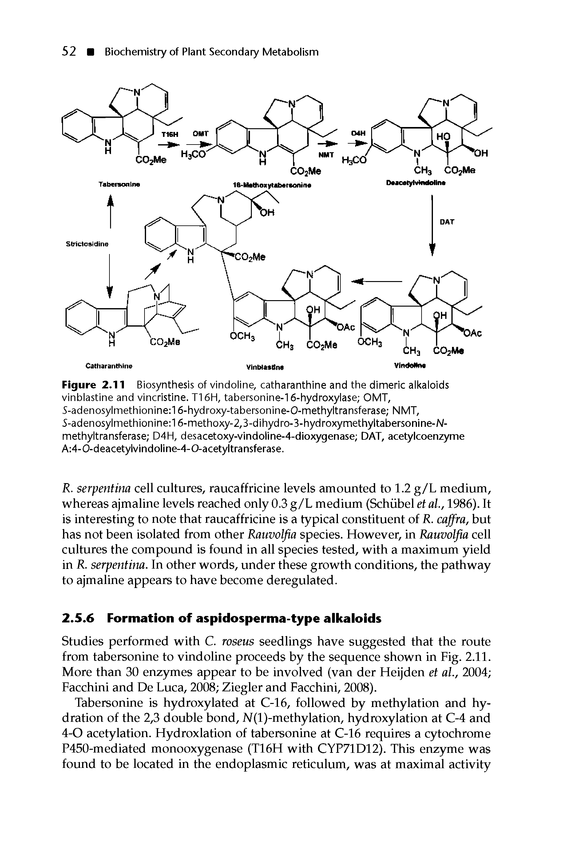 Figure 2.11 Biosynthesis of vindoline, catharanthine and the dimeric alkaloids vinblastine and vincristine. T16H, tabersonine-16-hydroxylase OMT, 5-adenosylmethionine 16-hydroxy-tabersonine-O-methyltransferase NMT, 5-adenosylmethionine 16-methoxy-2,3-dihydro-3-hydroxymethyltabersonine-/ /-methyltransferase D4H, desacetoxy-vindoline-4-dioxygenase DAT, acetylcoenzyme A 4-0-deacetylvindoline-4-0-acetyltransferase.