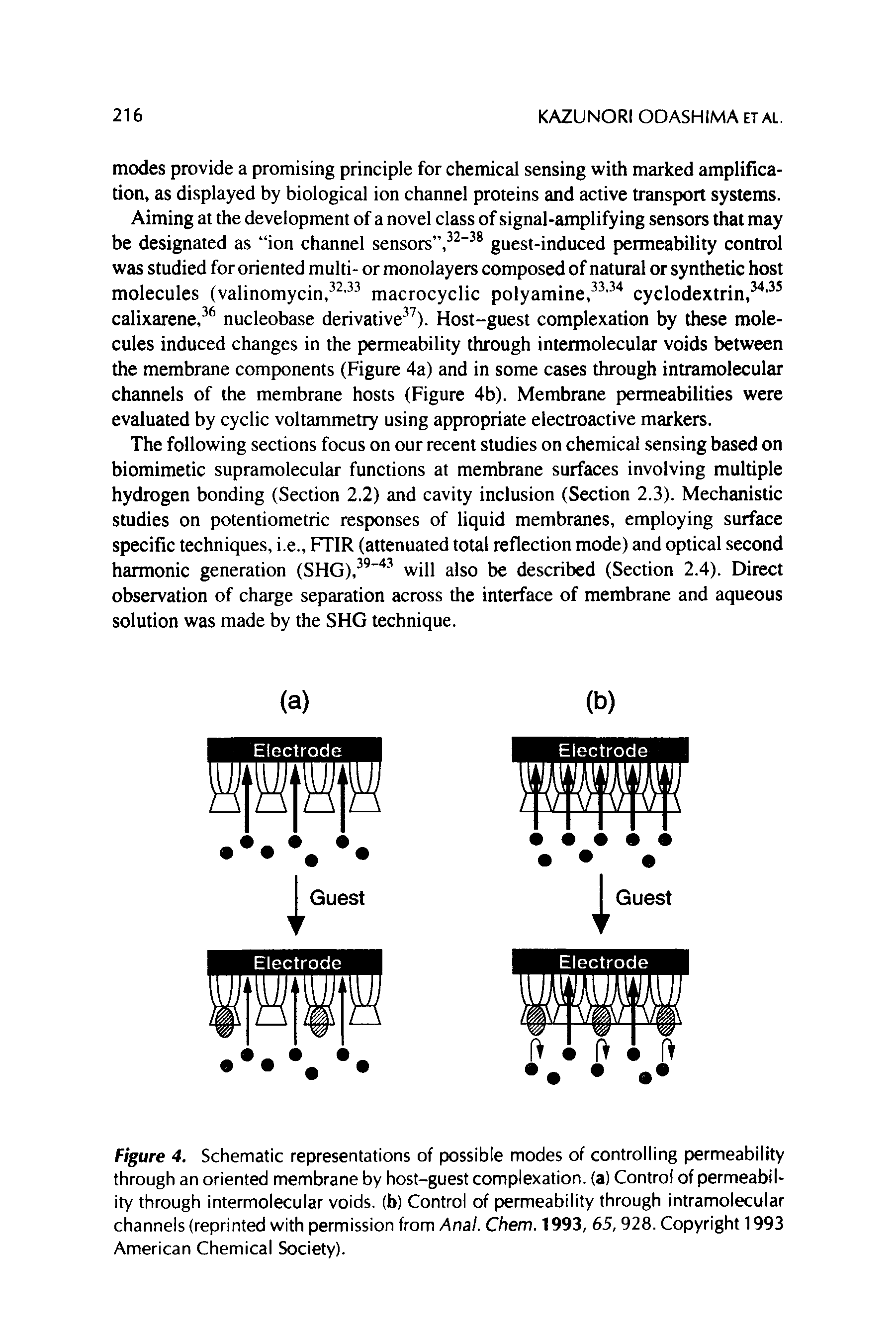 Figure 4. Schematic representations of possible modes of controlling permeability through an oriented membrane by host-guest complexation. (a) Control of permeability through intermolecular voids, (b) Control of permeability through intramolecular channels (reprinted with permission from Anal. Chem. 1993, 65,928. Copyright 1993 American Chemical Society).