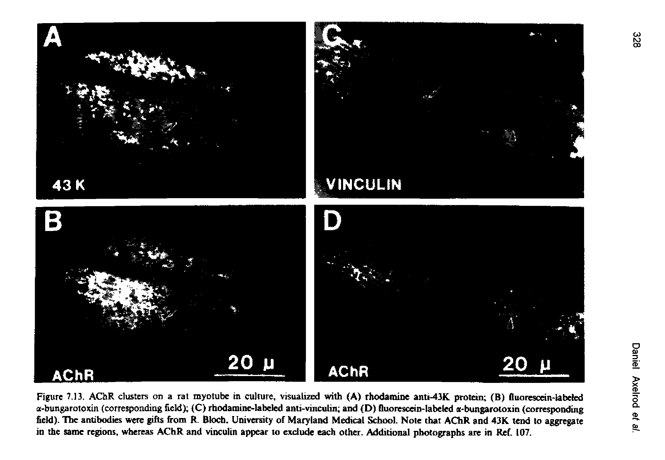 Figure 7,13. AChR dusters on a rat rayotube in culture, visualized with (A) rhodamine anti-43K protein (B) fluorescein-labeled a-bungarotoxin (corresponding field) (C) rhodamine-labeled anti-vinculin and (D) fluorescein-labeled g-bungarotoxin (corresponding field). The antibodies were gifts from R. Bloch. University of Maryland Medical School. Note that AChR and 43K tend to aggregate in the same regions, whereas AChR and vinculin appear to exdude each other. Additional photographs are in Ref. 107.