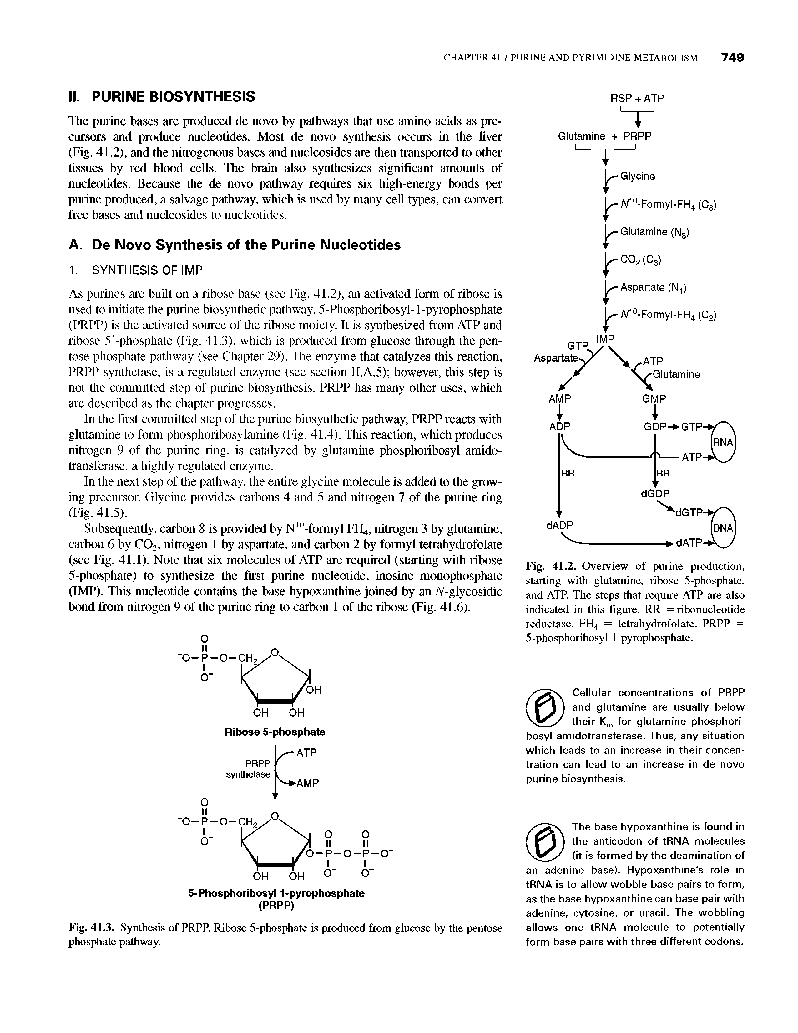 Fig. 41.2. Overview of purine production, starting with glutamine, ribose 5-phosphate, and ATP. The steps that require ATP are also indicated in this figure. RR = ribonucleotide reductase. FH4 = tetrahydrofolate. PRPP = 5-phosphoribosyl 1-pyrophosphate.