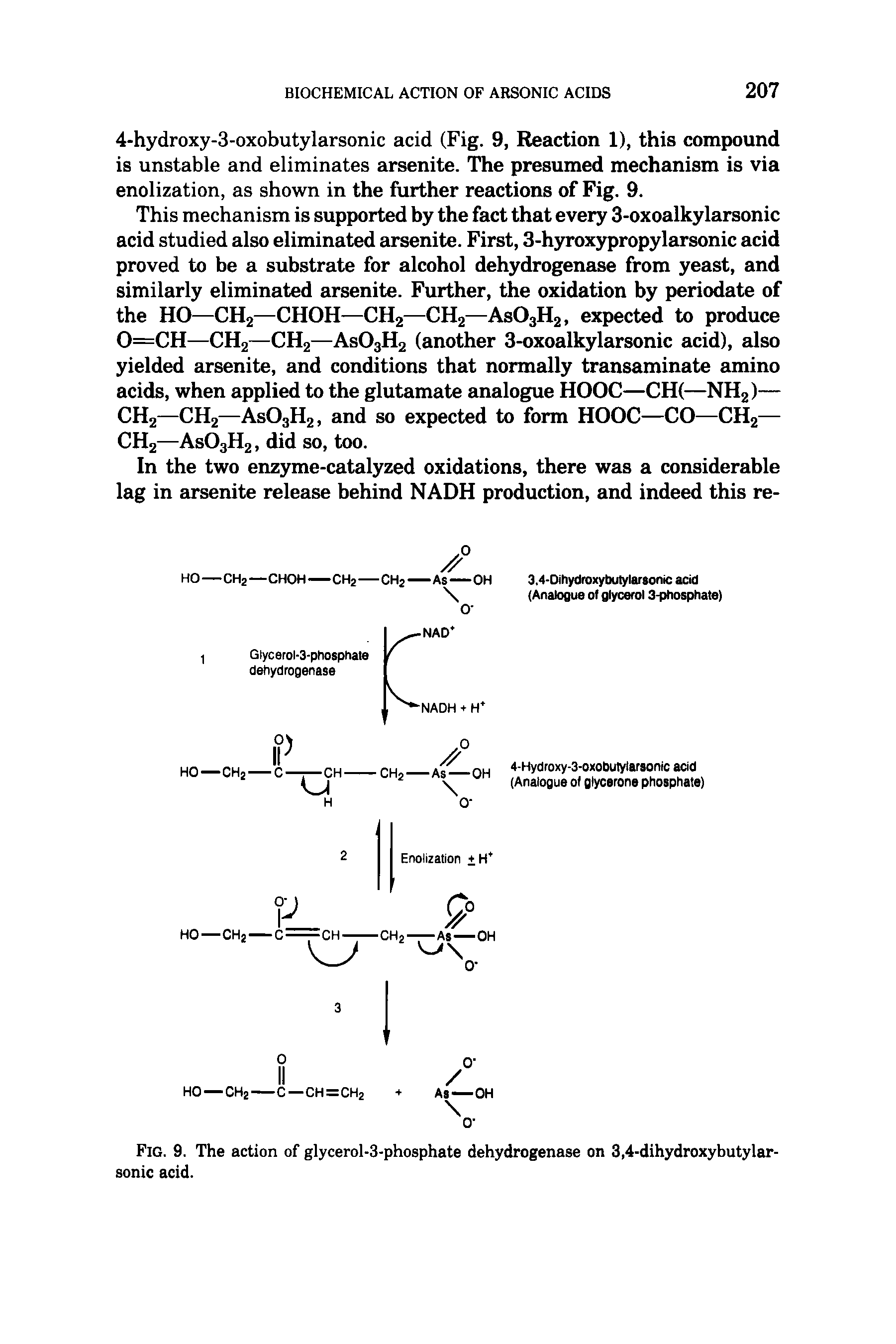 Fig. 9. The action of glycerol-3-phosphate dehydrogenase on 3,4-dihydroxybutylar-sonic acid.