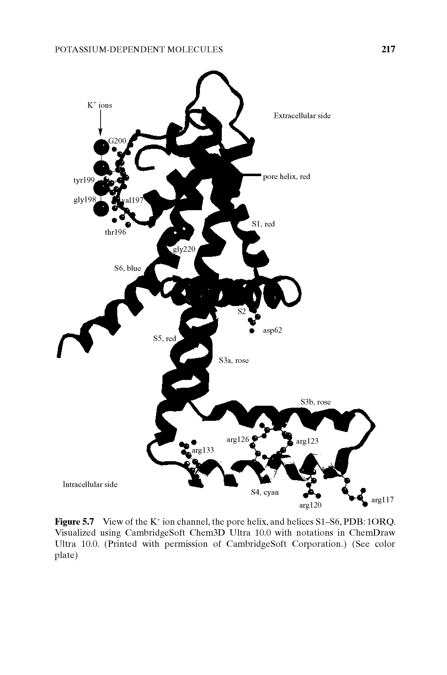 Figure 5.7 View of the K ion channel, the pore helix, and helices S1-S6, PDB lORQ. Visualized using CambridgeSoft ChemSD Ultra 10.0 with notations in ChemDraw Ultra 10.0. (Printed with permission of CambridgeSoft Corporation.) (See color plate)...