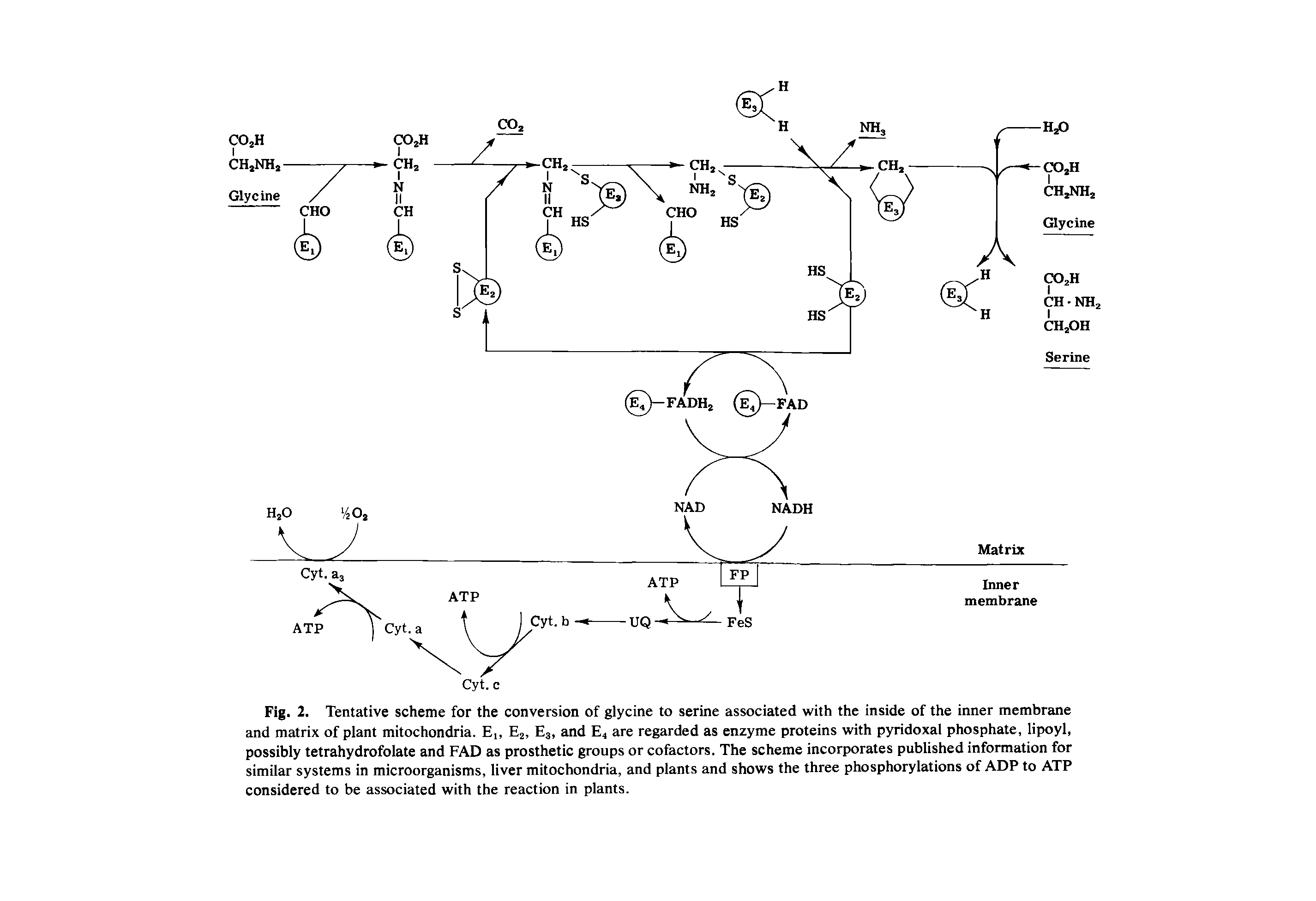 Fig. 2. Tentative scheme for the conversion of glycine to serine associated with the inside of the inner membrane and matrix of plant mitochondria. E, Ej, E3, and E4 are regarded as enzyme proteins with pyridoxal phosphate, lipoyl, possibly tetrahydrofolate and FAD as prosthetic groups or cofactors. The scheme incorporates published information for similar systems in microorganisms, liver mitochondria, and plants and shows the three phosphorylations of ADP to ATP considered to be associated with the reaction in plants.