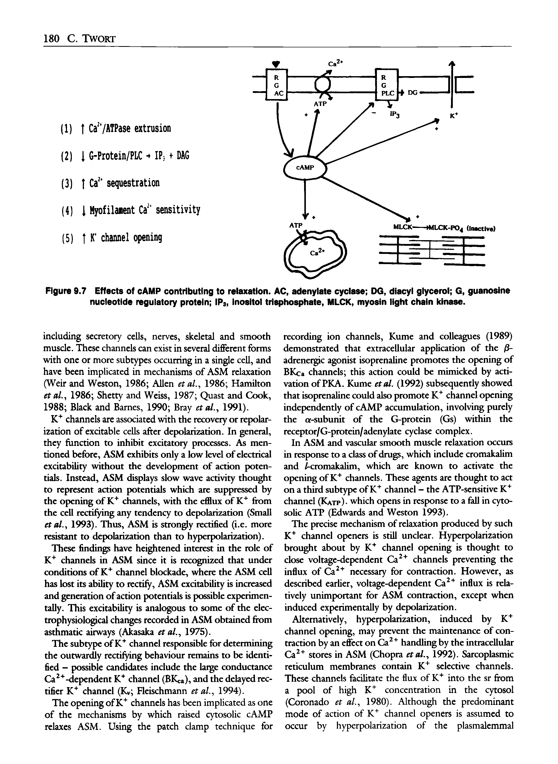 Figure 9.7 Effects of cAMP contributing to relaxation. AC, adenylate cyclase DG, diacyl glycerol G, guanosine nucleotide regulatory protein IP3, Inositol trisphosphate, MLCK, myosin light chain kinase.
