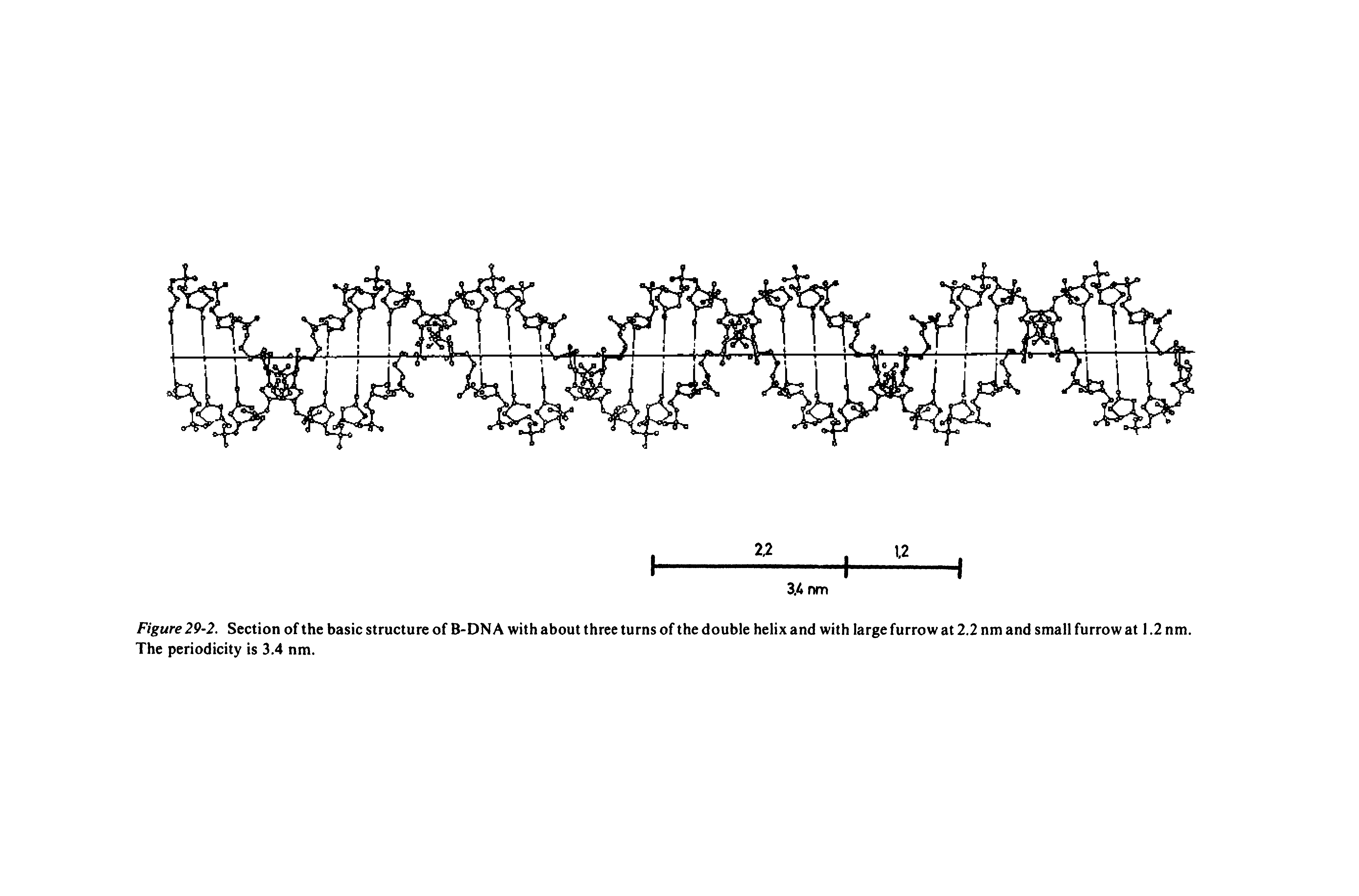 Figure 29-2. Section of the basic structure of B-DNA with about three turns of the double helix and with large furrow at 2.2 nm and small furrow at 1.2 nm. The periodicity is 3.4 nm.
