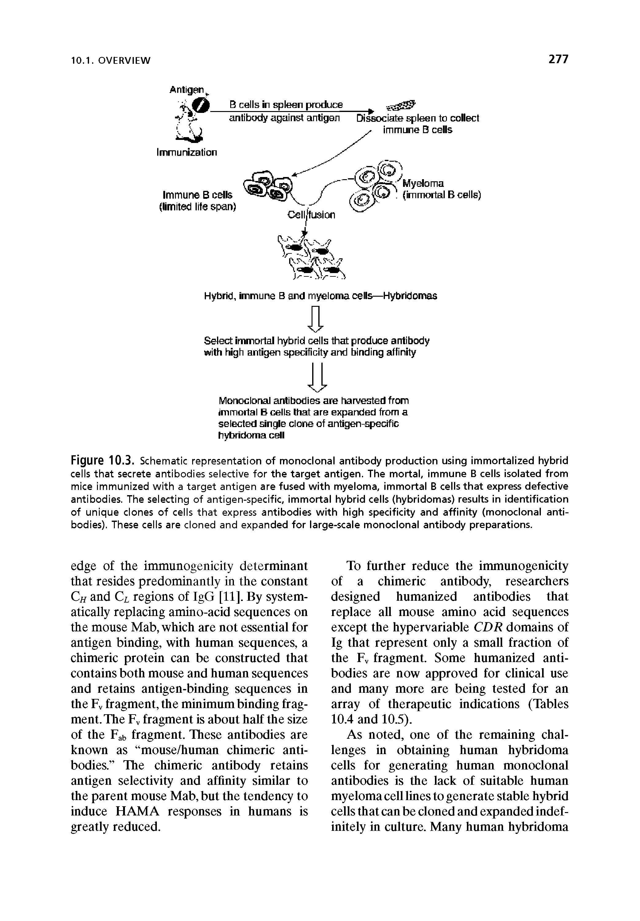 Figure 10.3. Schematic representation of monoclonal antibody production using immortalized hybrid cells that secrete antibodies selective for the target antigen. The mortal, immune B cells Isolated from mice immunized with a target antigen are fused with myeloma, immortal B cells that express defective antibodies. The selecting of antigen-specific, immortal hybrid cells (hybridomas) results in identification of unique clones of cells that express antibodies with high specificity and affinity (monoclonal antibodies). These cells are cloned and expanded for large-scale monoclonal antibody preparations.