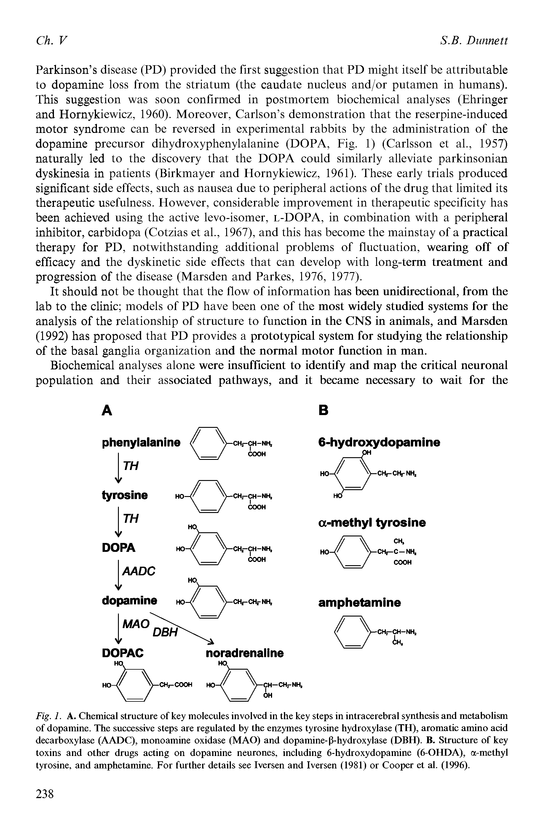 Fig. 1. A. Chemical structure of key molecules involved in the key steps in intracerebral synthesis and metabolism of dopamine. The successive steps are regulated by the enzymes tyrosine hydroxylase (TH), aromatic amino acid decarboxylase (AADC), monoamine oxidase (MAO) and dopamine-p-hydroxylase (DBH). B. Structure of key toxins and other drugs acting on dopamine neurones, including 6-hydroxydopamine (6-OHDA), a-methyl tyrosine, and amphetamine. For further details see Iversen and Iversen (1981) or Cooper et al. (1996).