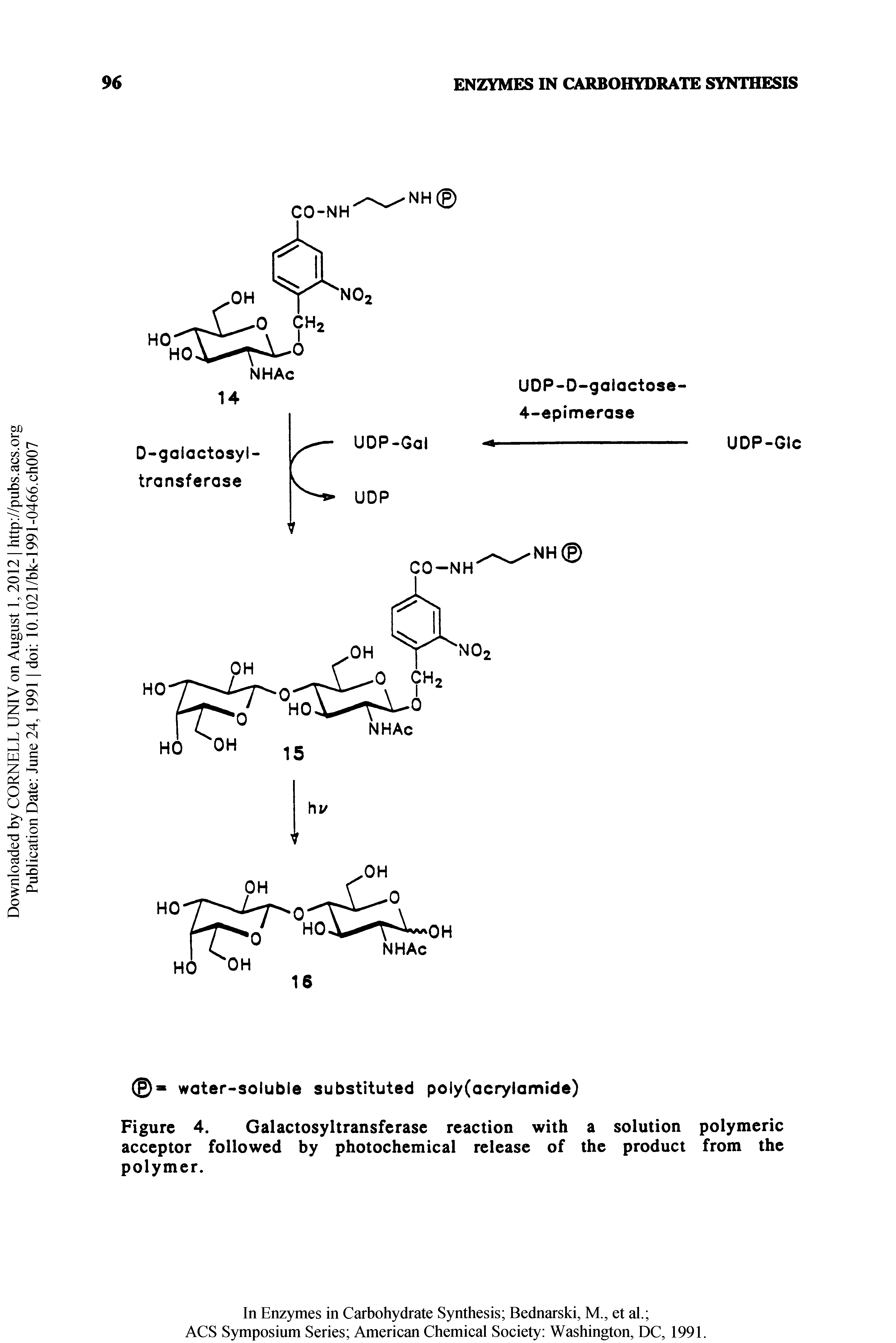 Figure 4. Galactosyltransferase reaction with a solution polymeric acceptor followed by photochemical release of the product from the polymer.