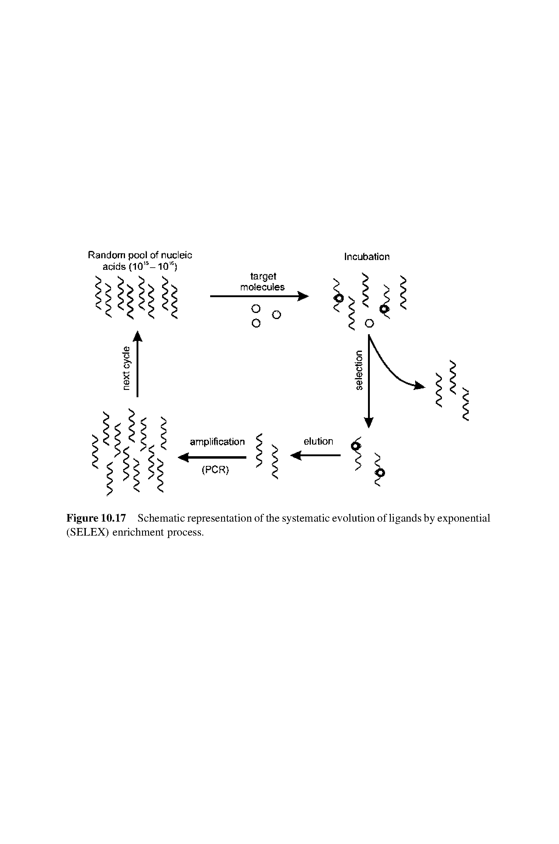 Figure 10.17 Schematic representation of the systematic evolution of ligands by exponential (SELEX) enrichment process.