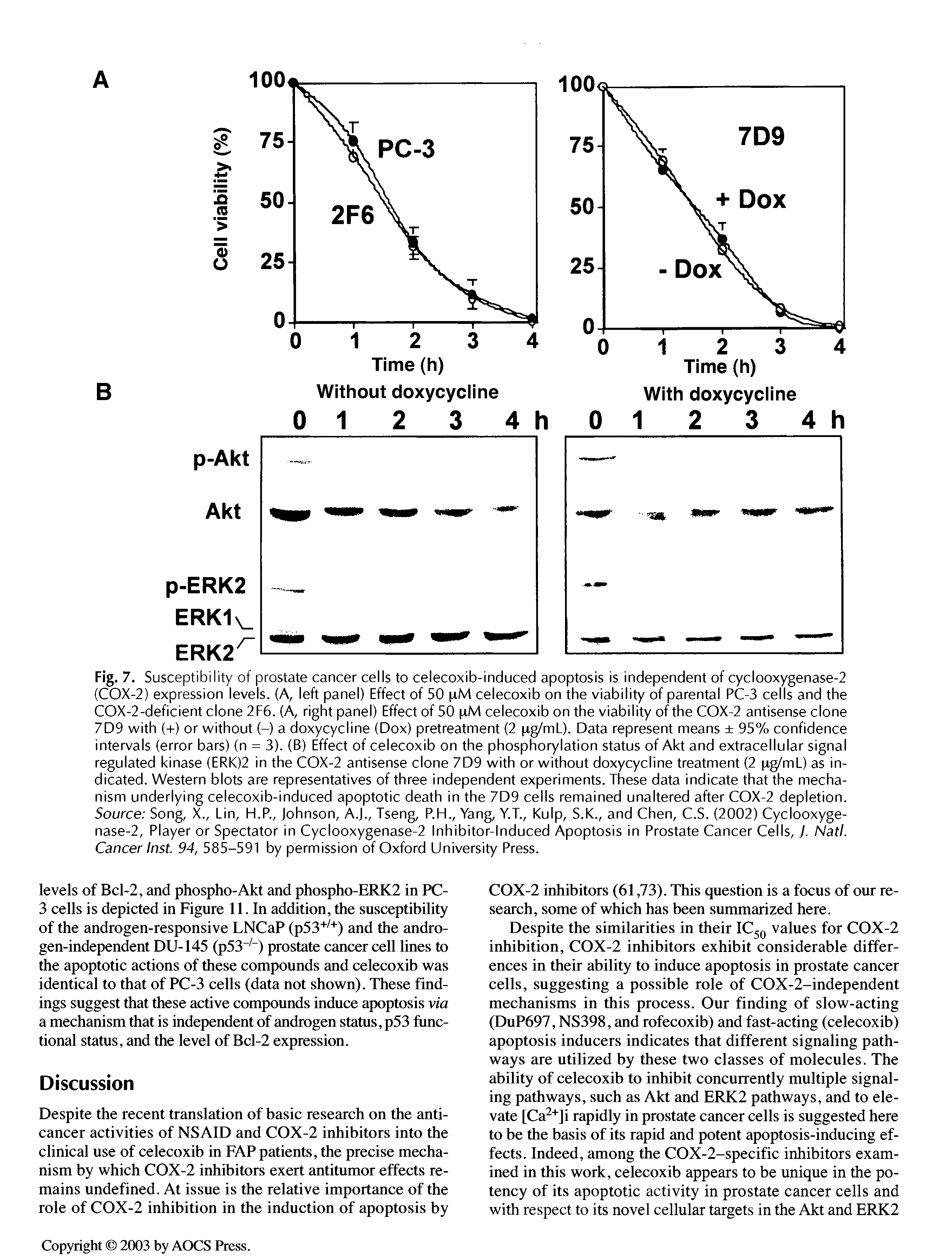 Fig. 7. Susceptibility of prostate cancer cells to celecoxib-induced apoptosis is independent of cyclooxygenase-2 (COX-2) expression levels. (A, left panel) Effect of 50 pM celecoxib on the viability of parental PC-3 cells and the COX-2-deficient clone 2 F6. (A, right panel) Effect of 50 pM celecoxib on the viability of the COX-2 antisense clone 7D9 with (+) or without (-) a doxycycline (Dox) pretreatment (2 pg/mL). Data represent means 95% confidence intervals (error bars) (n = 3). (B) Effect of celecoxib on the phosphorylation status of Akt and extracellular signal regulated kinase (ERK)2 in the COX-2 antisense clone 7D9 with or without doxycycline treatment (2 pg/mL) as indicated. Western blots are representatives of three independent experiments. These data indicate that the mechanism underlying celecoxib-induced apoptotic death in the 7D9 cells remained unaltered after COX-2 depletion. Source Song, X., Lin, H.P., Johnson, A.J., Tseng, P.H., Yang, Y.T., Kulp, S.K., and Chen, C.S. (2002) Cyclooxygenase-2, Player or Spectator in Cyclooxygenase-2 Inhibitor-Induced Apoptosis in Prostate Cancer Cells, j. Natl. Cancer Inst. 94, 585-591 by permission of Oxford University Press.