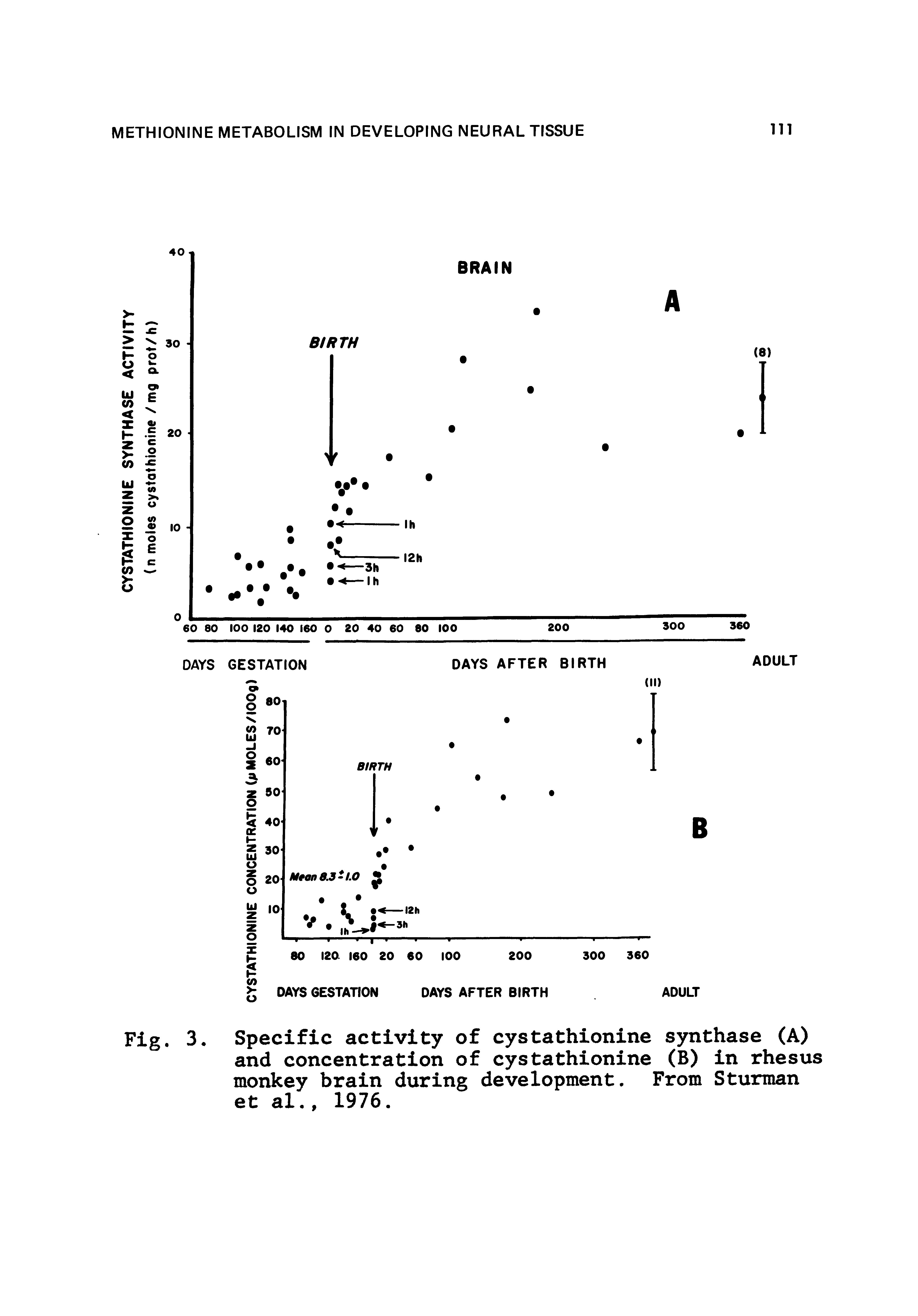Fig. 3 Specific activity of cystathionine synthase (A) and concentration of cystathionine (B) in rhesus monkey brain during development. From Sturman et al., 1976.
