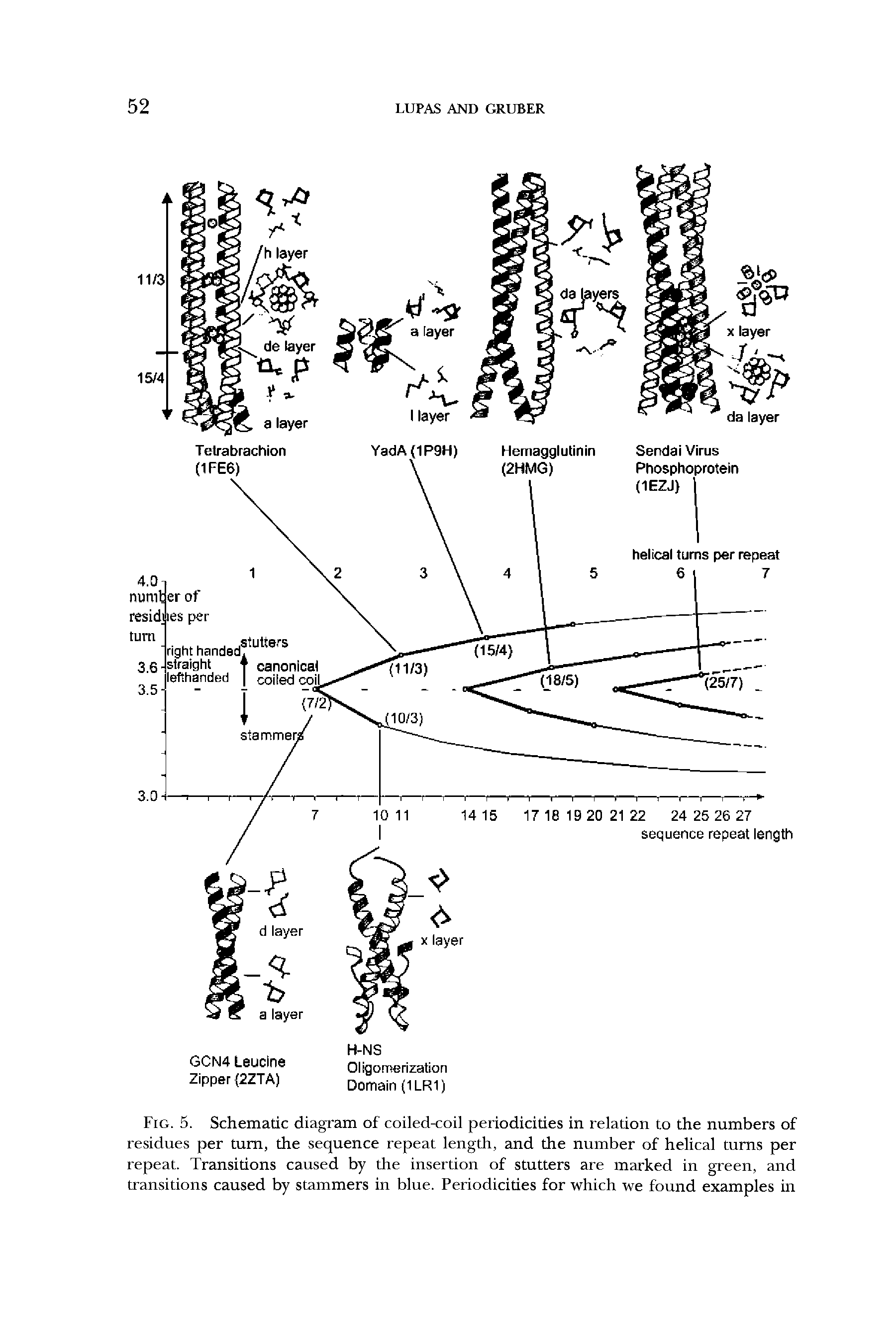 Fig. 5. Schematic diagram of coiled-coil periodicities in relation to the numbers of residues per turn, the sequence repeat length, and the number of helical turns per repeat. Transitions caused by the insertion of stutters are marked in green, and transitions caused by stammers in blue. Periodicities for which we found examples in...