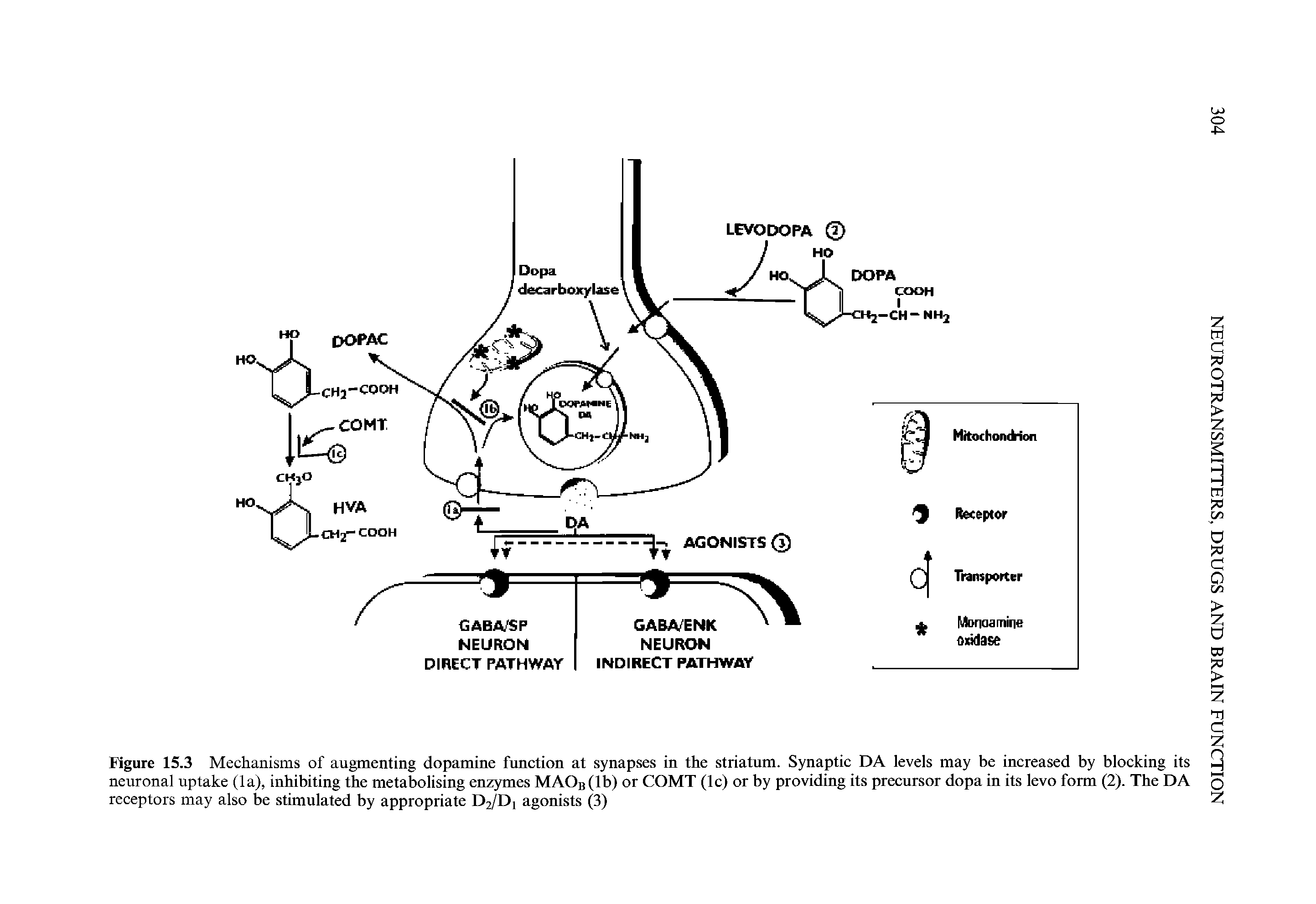 Figure 15.3 Mechanisms of augmenting dopamine function at synapses in the striatum. Synaptic DA levels may be increased by blocking its neuronal uptake (la), inhibiting the metabolising enzymes MAOsClb) or COMT (Ic) or by providing its precursor dopa in its levo form (2). The DA receptors may also be stimulated by appropriate D2/D1 agonists (3)...
