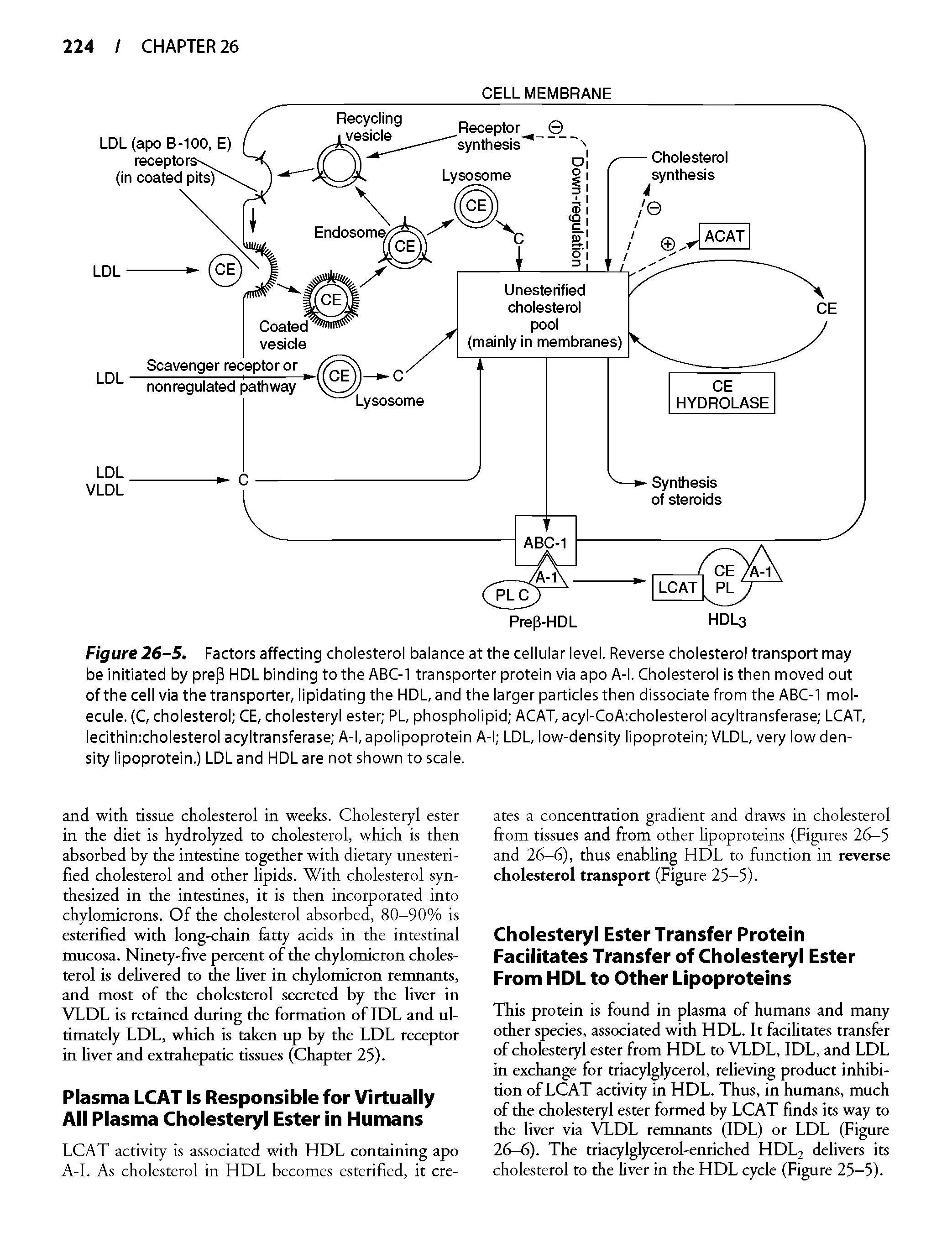 Figure 26-5. Factors affecting cholesterol balance at the cellular level. Reverse cholesterol transport may be initiated by pre 3 HDL binding to the ABC-1 transporter protein via apo A-l. Cholesterol is then moved out of the cell via the transporter, lipidating the HDL, and the larger particles then dissociate from the ABC-1 molecule. (C, cholesterol CE, cholesteryl ester PL, phospholipid ACAT, acyl-CoA cholesterol acyltransferase LCAT, lecithinicholesterol acyltransferase A-l, apolipoprotein A-l LDL, low-density lipoprotein VLDL, very low density lipoprotein.) LDL and HDL are not shown to scale.