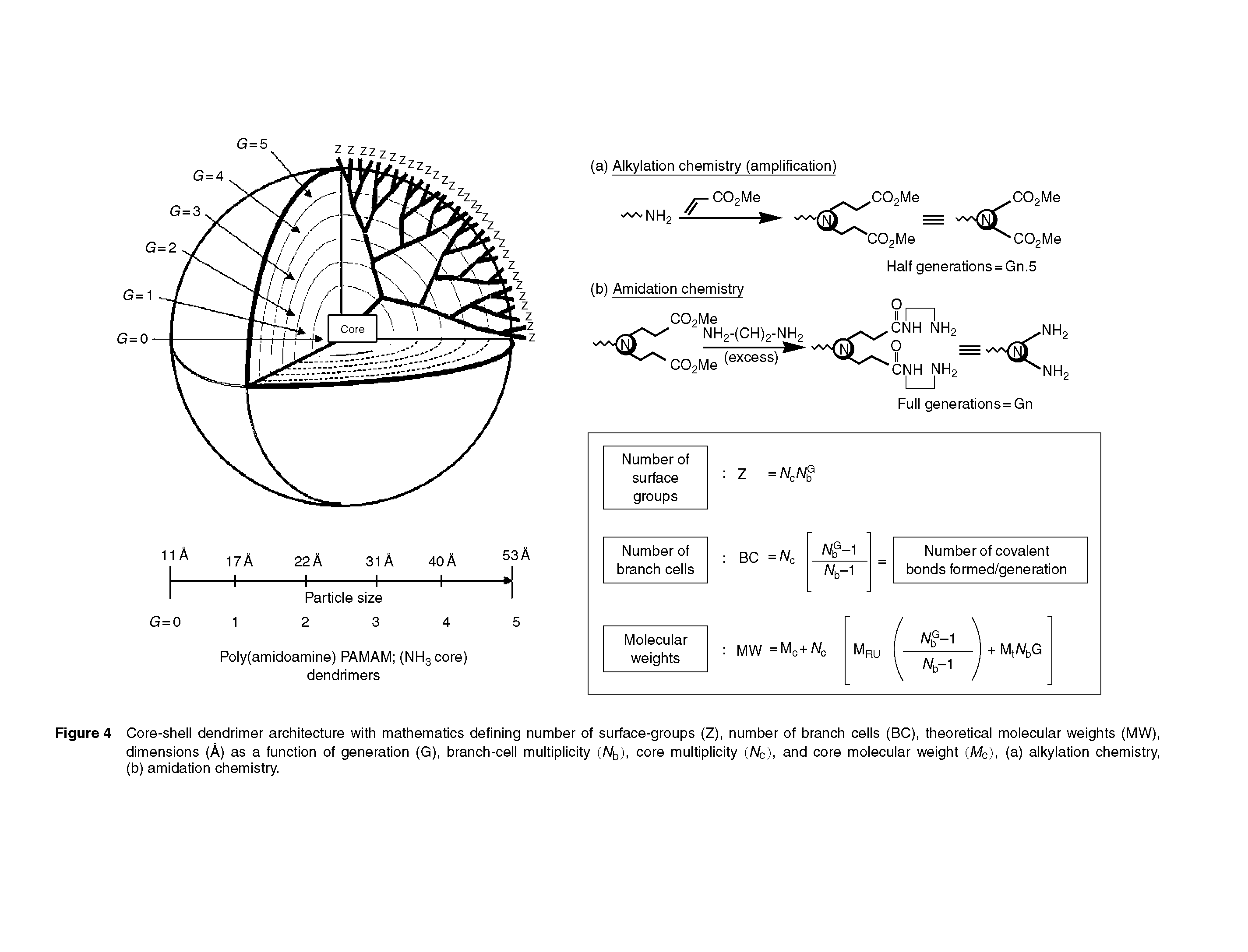 Figure 4 Core-shell dendrimer architecture with mathematics defining number of surface-groups (Z), number of branch cells (BC), theoretical molecular weights (MW), dimensions (A) as a function of generation (G), branch-cell multiplicity (A/ ), core multiplicity (Afc), and core molecular weight (Me), (a) alkylation chemistry, (b) amidation chemistry.