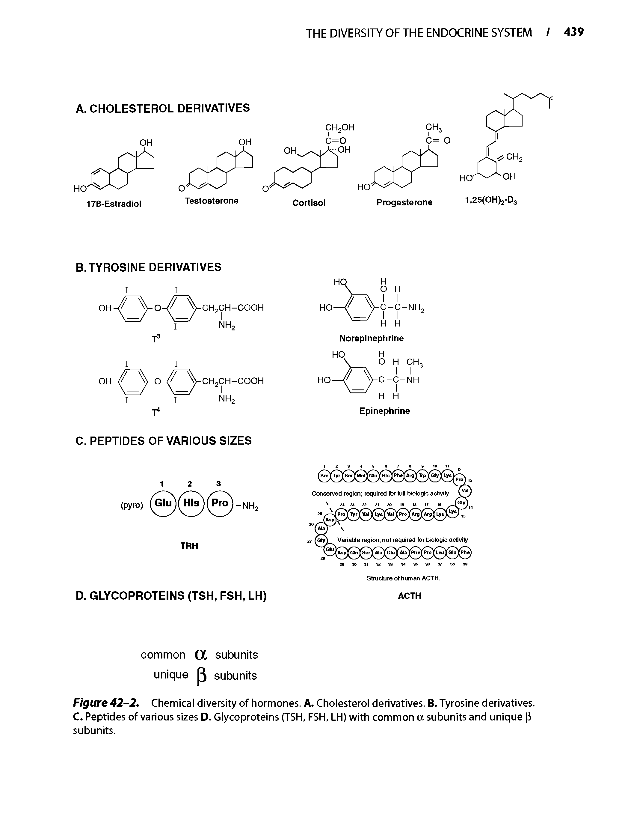 Figure 42-2. Chemical diversity of hormones. A. Cholesterol derivatives. B. Tyrosine derivatives. C. Peptides of various sizes D. Glycoproteins (TSH, FSH, LH) with common a subunits and unique P subunits.
