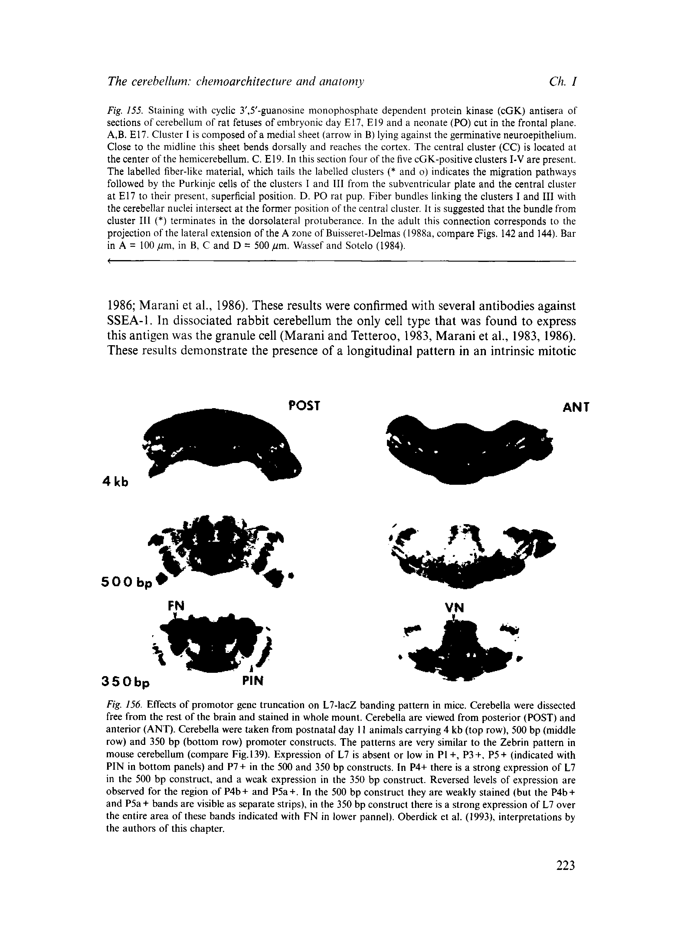 Fig. 156. Effects of promotor gene truncation on L7-lacZ banding pattern in mice. Cerebella were dissected free from the rest of the brain and stained in whole mount. Cerebella are viewed from posterior (POST) and anterior (ANT). Cerebella were taken from postnatal day 11 animals carrying 4 kb (top row), 500 bp (middle row) and 350 bp (bottom row) promoter constructs. The patterns are very similar to the Zebrin pattern in mouse cerebellum (compare Fig.139). Expression of L7 is absent or low in Pl-i-, P3+, P5+ (indicated with PIN in bottom panels) and P7-i- in the 500 and 350 bp constructs. In P4-i- there is a strong expression of L7 in the 500 bp construct, and a weak expression in the 350 bp construct. Reversed levels of expression are observed for the region of P4b-t- and P5a-t. In the 500 bp construct they are weakly stained (but the P4b-t and P5a + bands are visible as separate strips), in the 350 bp construct there is a strong expression of L7 over the entire area of these bands indicated with FN in lower pannel). Oberdick et al. (1993), interpretations by the authors of this chapter.