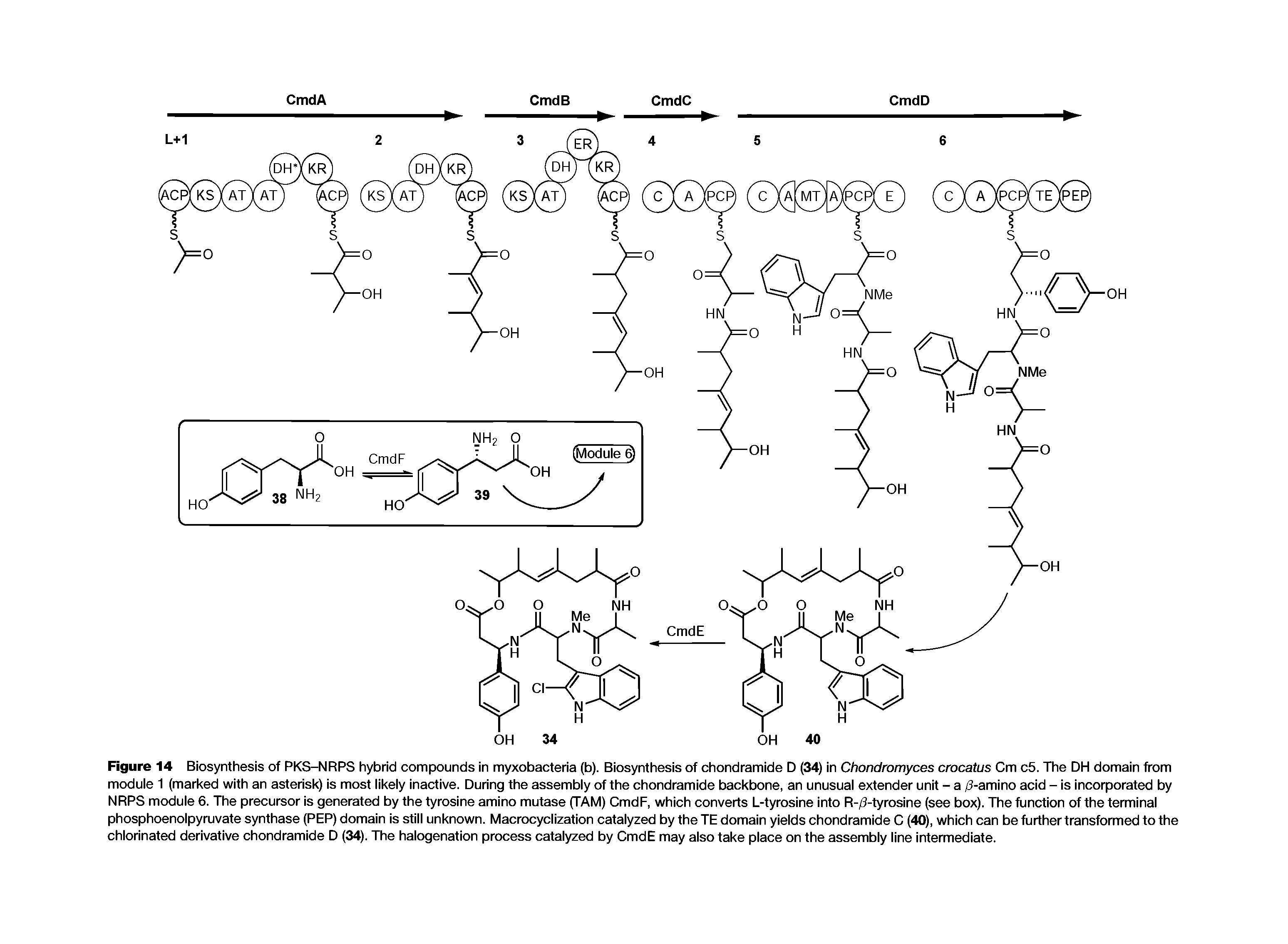 Figure 14 Biosynthesis of PKS-NRPS hybrid compounds in myxobacteria (b). Biosynthesis of chondramide D (34) in Chondromyces crocatus Cm c5. The DH domain from module 1 (marked with an asterisk) is most likely inactive. During the assembly of the chondramide backbone, an unusual extender unit - a /3-amino acid - is incorporated by NRPS module 6. The precursor is generated by the tyrosine amino mutase (TAM) CmdF, which converts L-tyrosine into R-/3-tyrosine (see box). The function of the terminal phosphoenolpyruvate synthase (PEP) domain is still unknown. Macrocyclization catalyzed by the TE domain yields chondramide C (40), which can be further transformed to the chlorinated derivative chondramide D (34). The halogenation process catalyzed by CmdE may also take place on the assembly line intermediate.