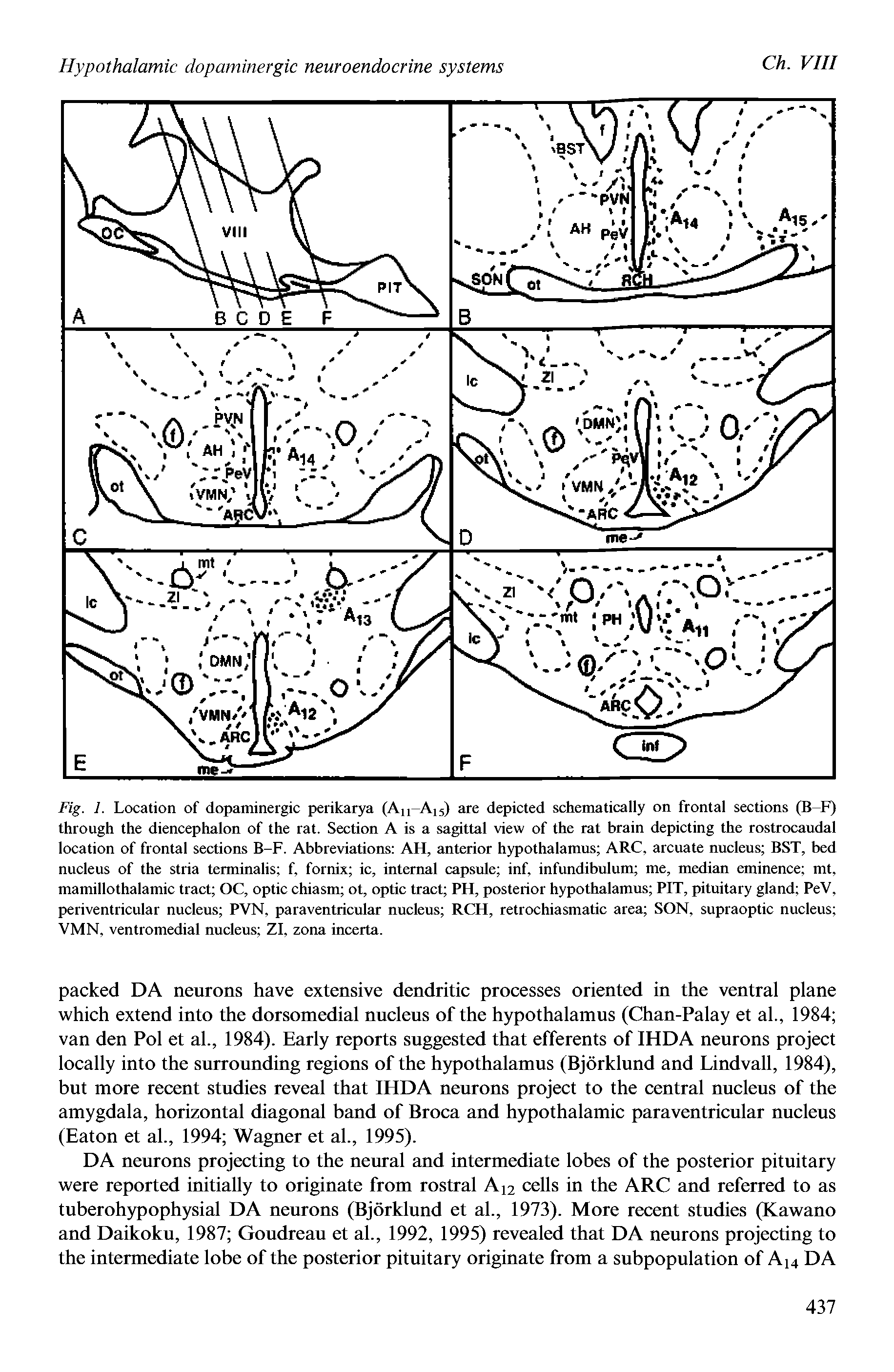 Fig. 1. Location of dopaminergic perikarya (Au-A15) are depicted schematically on frontal sections (B-F) through the diencephalon of the rat. Section A is a sagittal view of the rat brain depicting the rostrocaudal location of frontal sections B-F. Abbreviations AH, anterior hypothalamus ARC, arcuate nucleus BST, bed nucleus of the stria terminalis f, fornix ic, internal capsule inf, infundibulum me, median eminence mt, mamillothalamic tract OC, optic chiasm ot, optic tract PH, posterior hypothalamus PIT, pituitary gland PeV, periventricular nucleus PVN, paraventricular nucleus RCH, retrochiasmatic area SON, supraoptic nucleus VMN, ventromedial nucleus ZI, zona incerta.