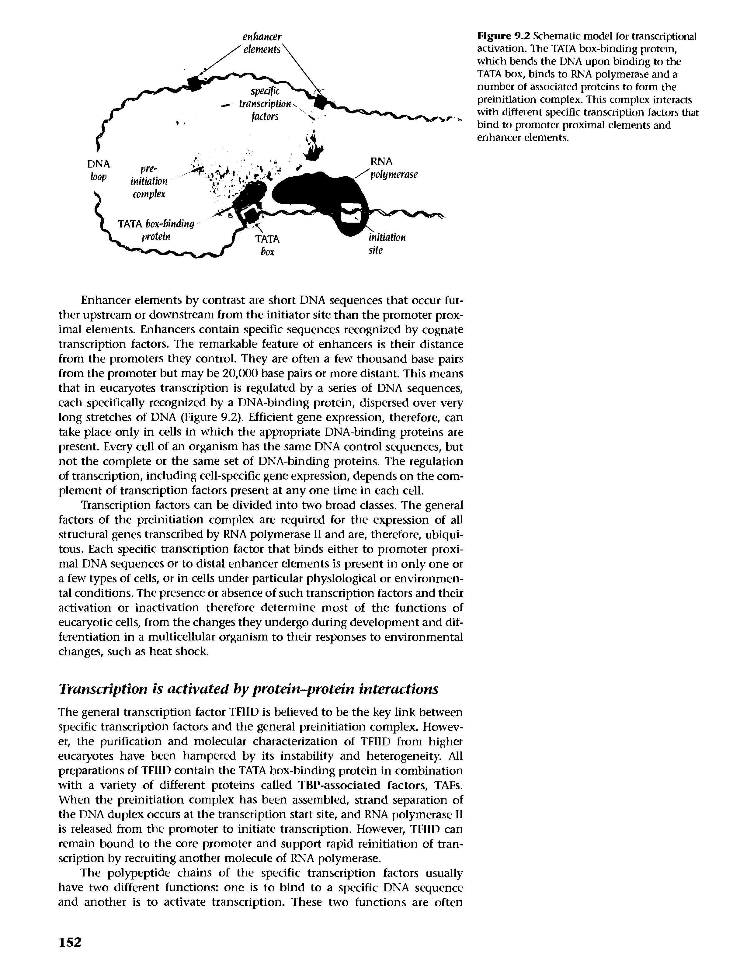 Figure 9.2 Schematic model for transcriptional activation. The TATA box-binding protein, which bends the DNA upon binding to the TATA box, binds to RNA polymerase and a number of associated proteins to form the preinitiation complex. This complex interacts with different specific transcription factors that bind to promoter proximal elements and enhancer elements.