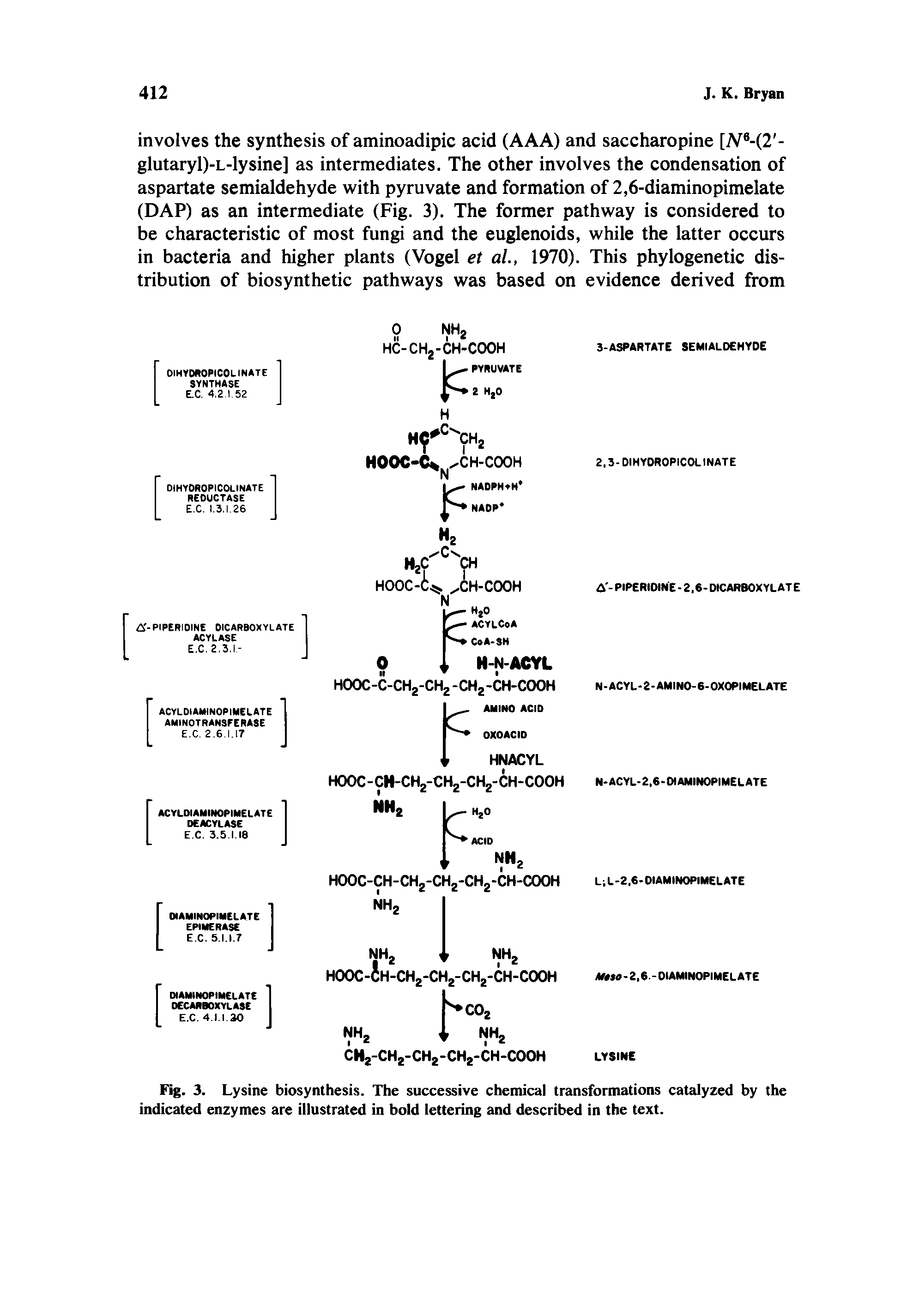 Fig. 3. Lysine biosynthesis. The successive chemical transformations catalyzed by the indicated enzymes are illustrated in bold lettering and described in the text.