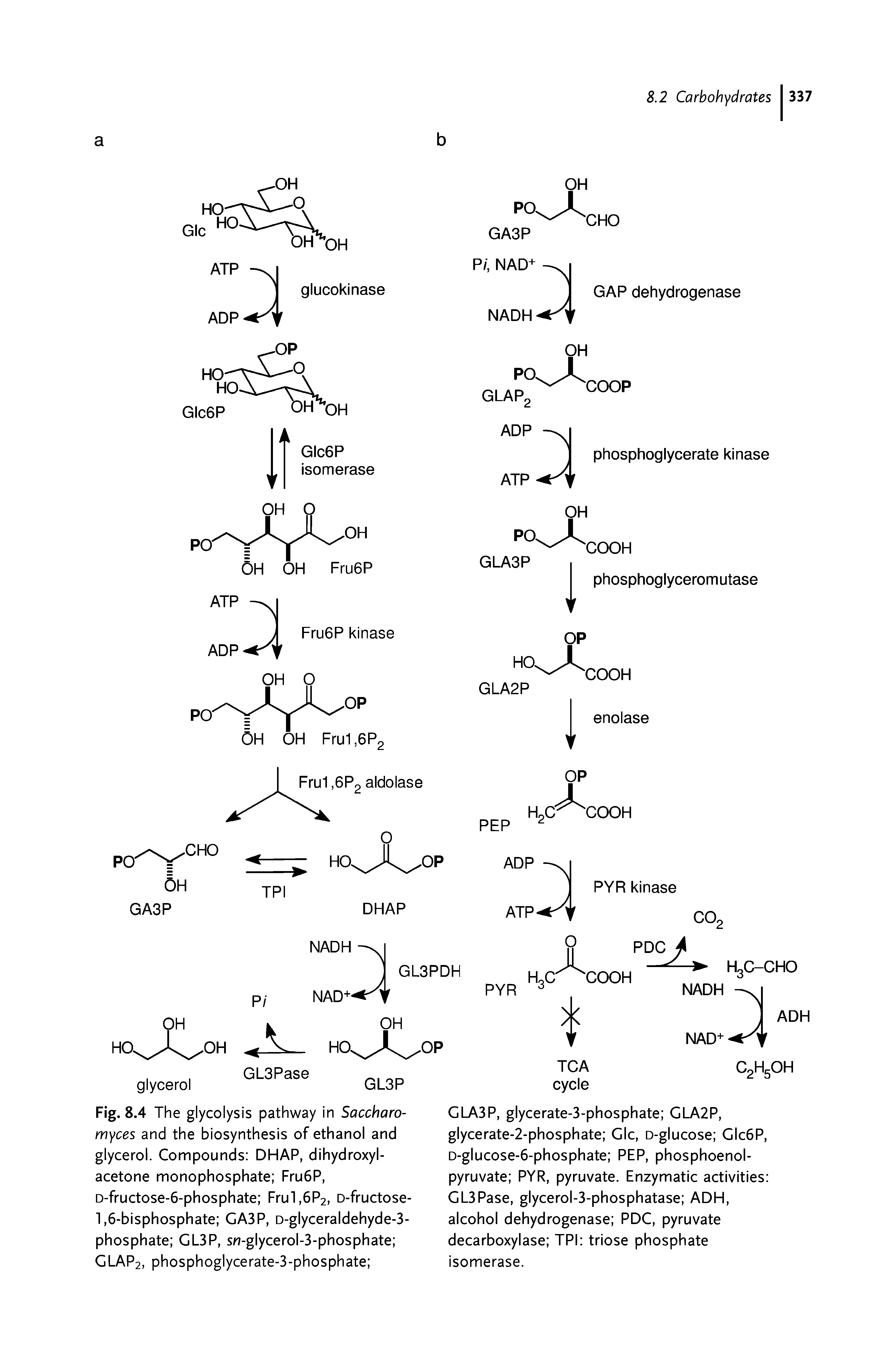 Fig. 8.4 The glycolysis pathway in Saccharo-myces and the biosynthesis of ethanol and glycerol. Compounds DHAP, dihydroxyl-acetone monophosphate Fru6P, D-fructose-6-phosphate Frul,6P2, D-fructose-1,6-bisphosphate GA3P, D-glyceraldehyde-3-phosphate GL3P, sn-glycerol-3-phosphate GLAP2, phosphoglycerate-3-phosphate ...