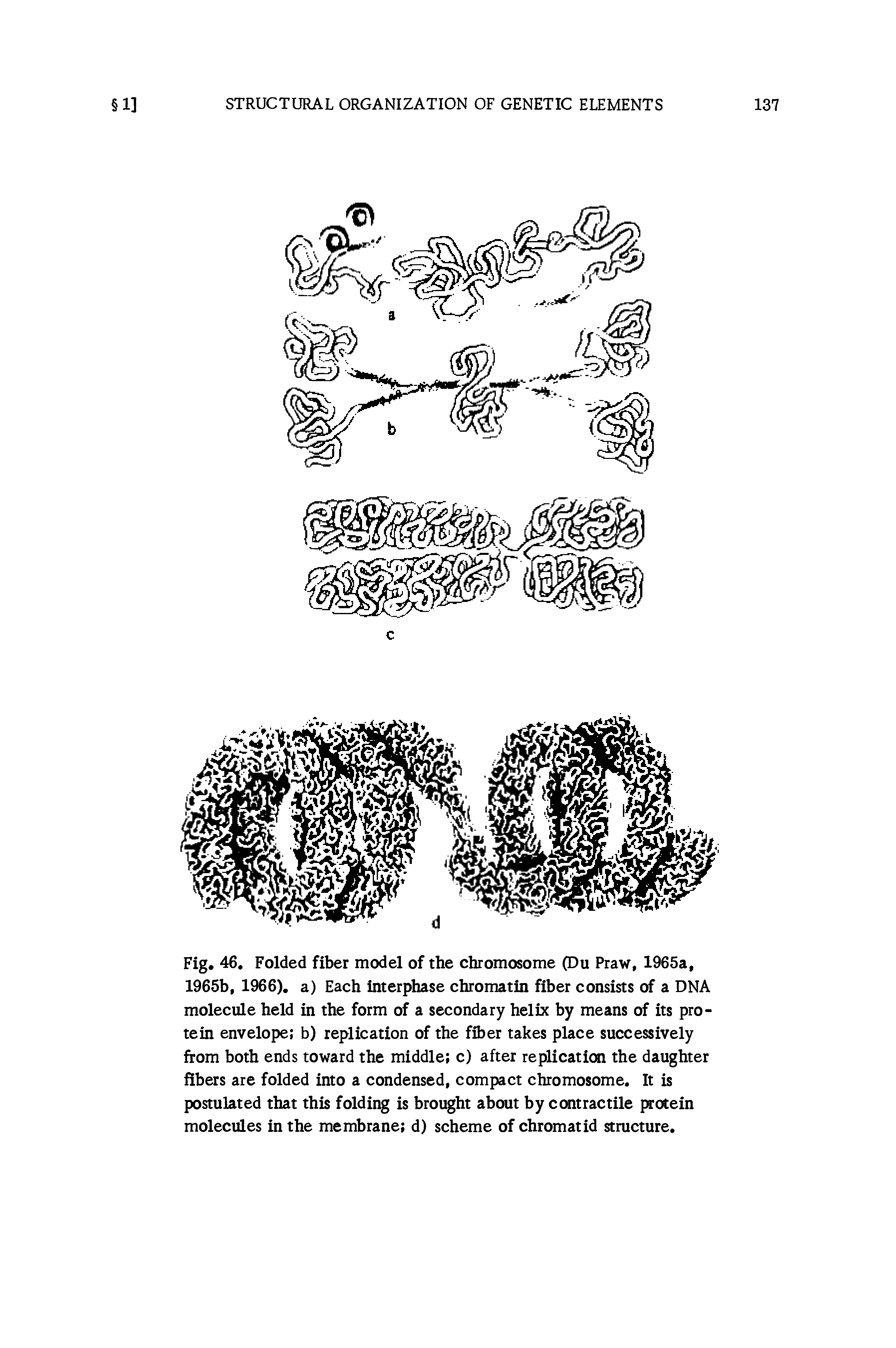 Fig. 46, Folded fiber model of the chromosome (Du Praw, 1965a, 1965b, 1966). a) Each interphase chromatin fiber consists of a DNA molecule held in the form of a secondary helix by means of its protein envelope b) replication of the fiber takes place successively from both ends toward the middle c) after replication the daughter fibers are folded into a condensed, compact chromosome. It is postulated that this folding is brought about by contractile protein molecules in the membrane d) scheme of chromatid stracture.