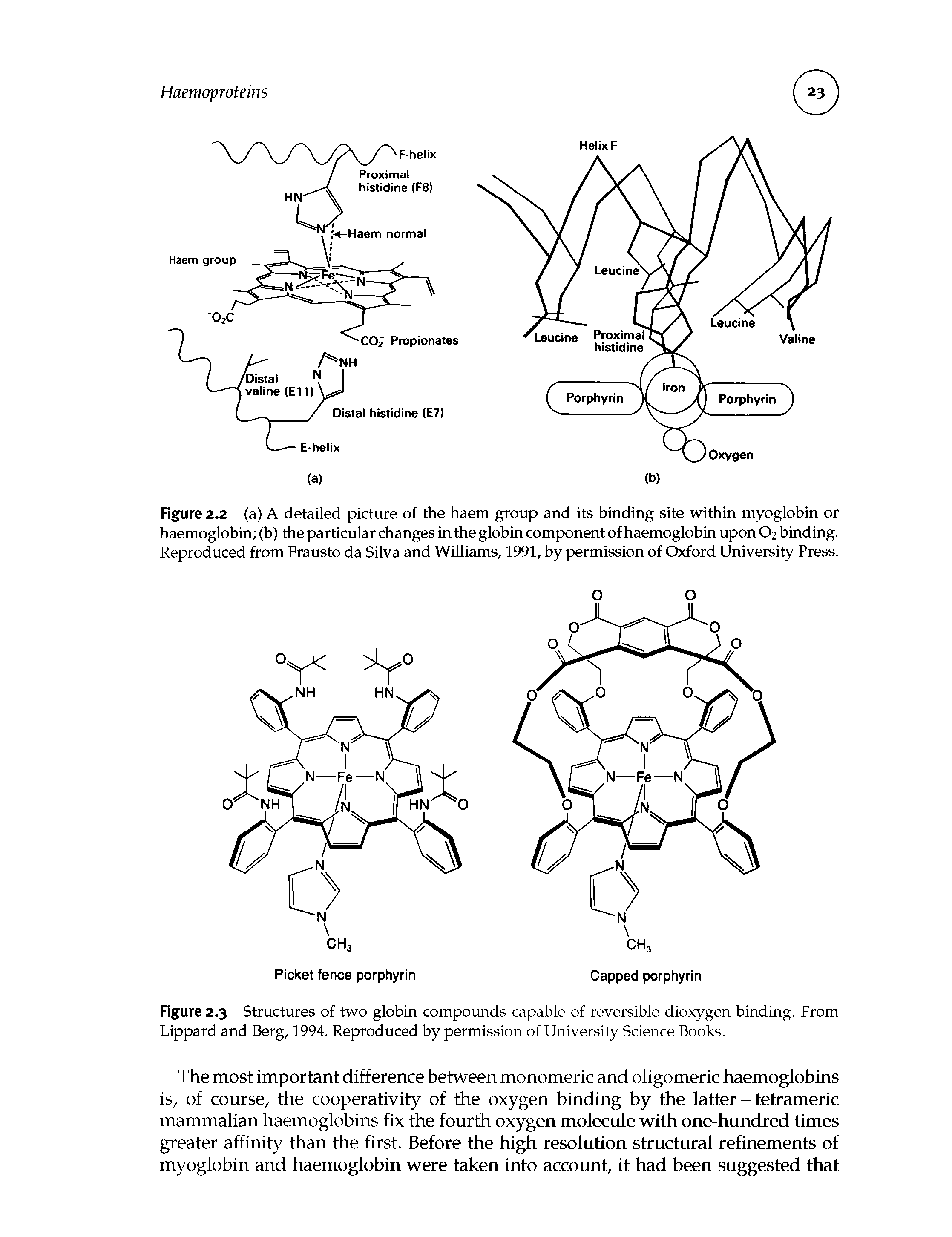 Figure 2.3 Structures of two globin compounds capable of reversible dioxygen binding. From Lippard and Berg, 1994. Reproduced by permission of University Science Books.