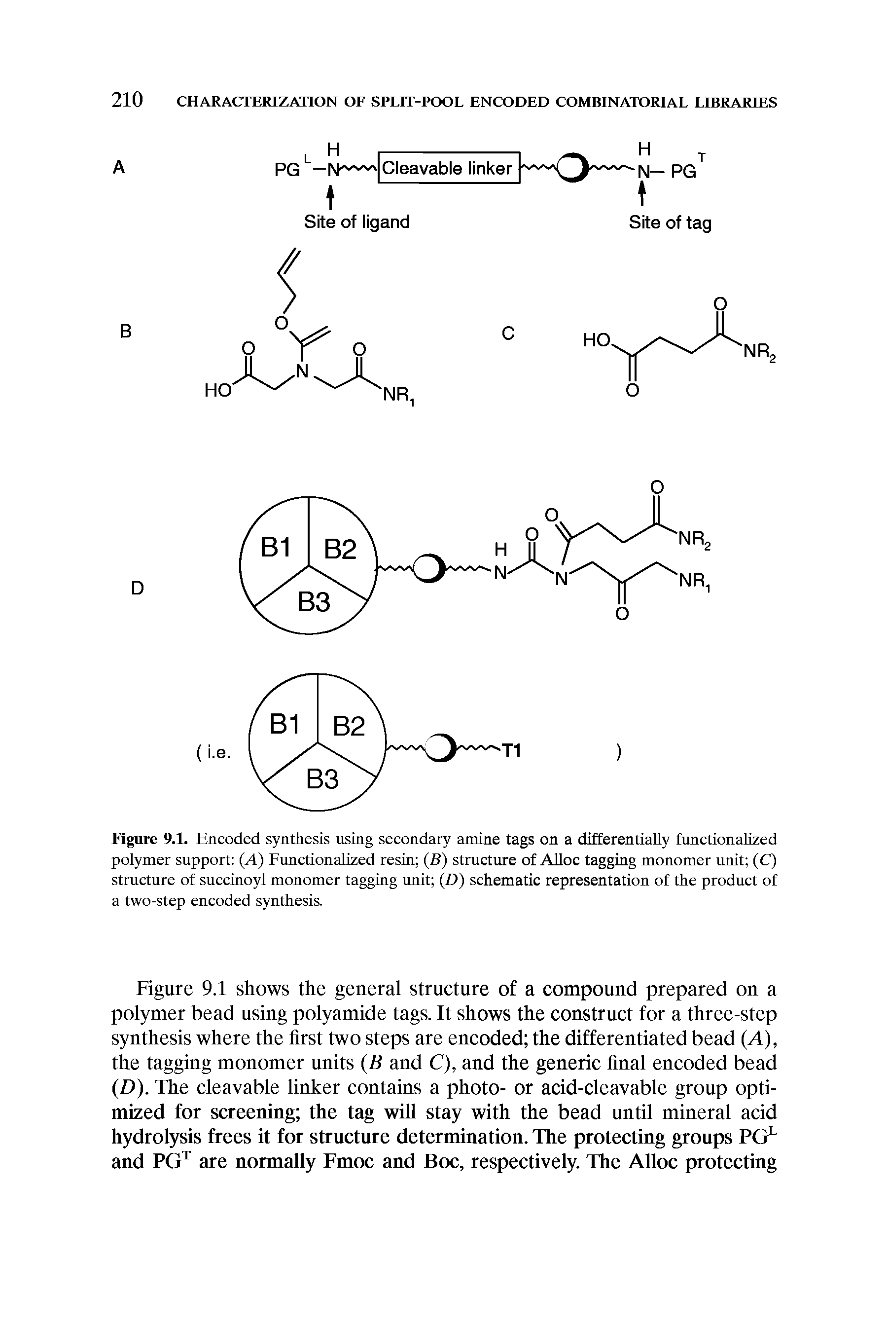 Figure 9.L Encoded synthesis using secondary amine tags on a differentially functionalized polymer support A) Functionalized resin (B) structure of AUoc tagging monomer unit (C) structure of succinoyl monomer tagging unit (D) schematic representation of the product of a two-step encoded synthesis.