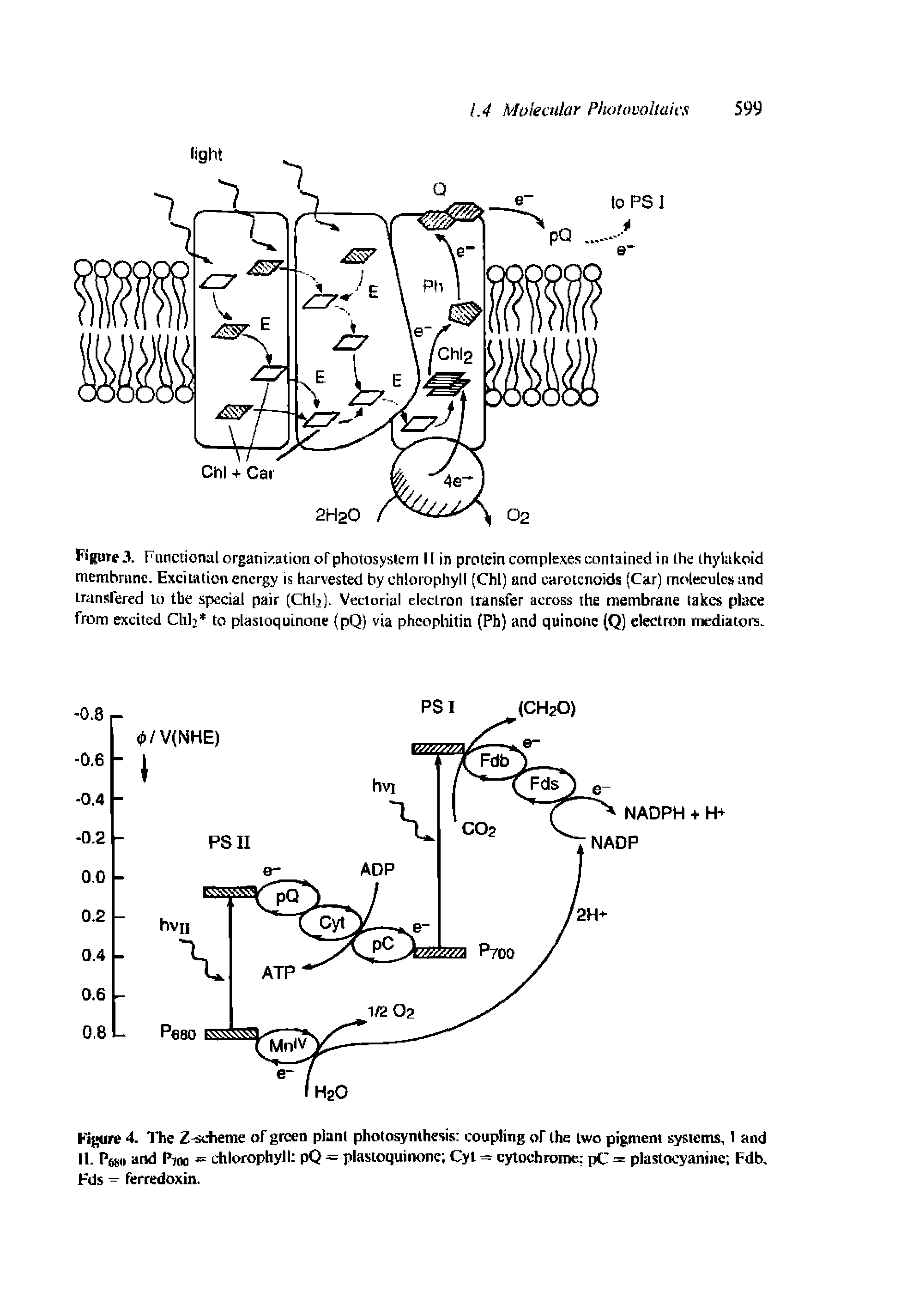 Figure 3. Fiincvional organisation oFpholosyslem I (in protein complexes contained in the thylakoid membrane. Excitation energy is harvested by chlorophyll (Chi) and carotenoids (Car) molecules and transfered to the special pair (Chlj). Vectorial electron transfer across the membrane takes place front excited Chi to plastoqutnone (pQ) via phcopliitin (Ph) and quinone (Q) electron mediators.
