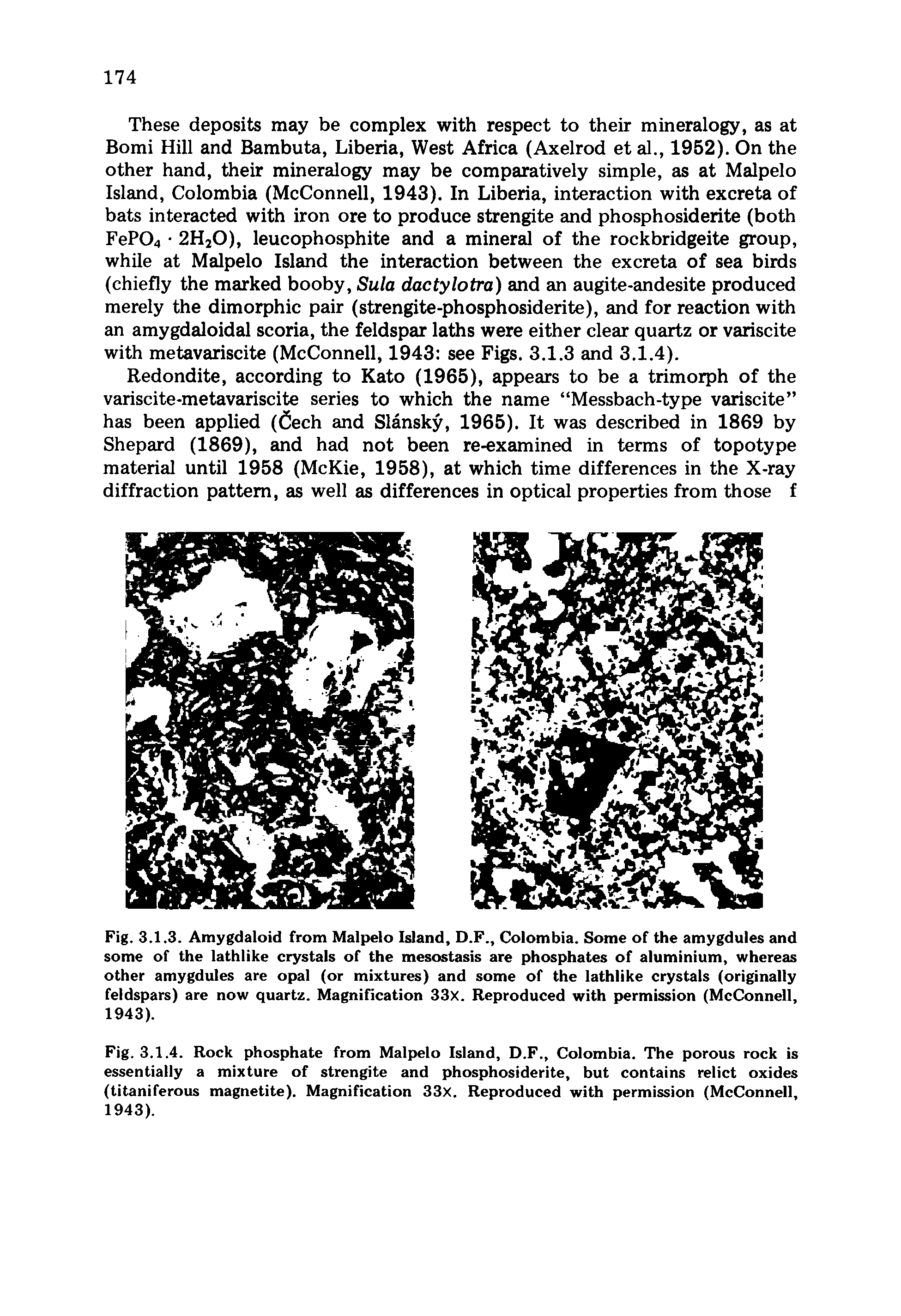 Fig. 3.1.4. Rock phosphate from Malpelo Island, D.F., Colombia. The porous rock is essentially a mixture of strengite and phosphosiderite, but contains relict oxides (titaniferous magnetite). Magnification 33x. Reproduced with permission (McConnell, 1943).