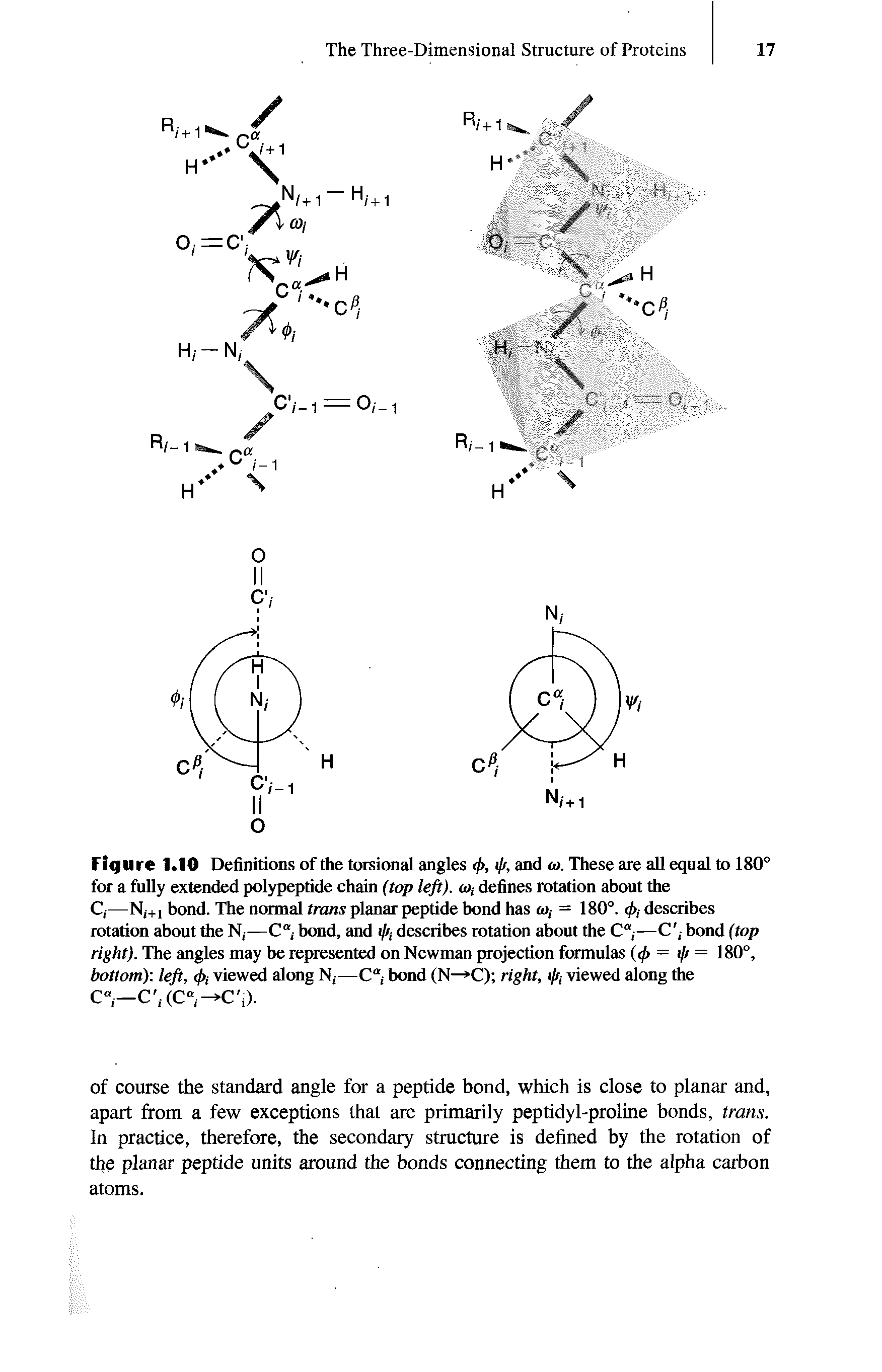 Figure 1.10 Definitions of the torsional angles fa ip, and w. These are all equal to 180° for a fully extended polypeptide chain (top left). to, defines rotation about the C,—Nl+1 bond. The normal tram planar peptide bond has <u,- = 180°. fa describes rotation about the N,—C bond, and i// describes rotation about the C —C bond (top right). The angles may be represented on Newman projection formulas (<j> = i/r = 180°, bottom) left, fa viewed along N —C bond (N >C) right, fa viewed along the C —C(C , — C j).