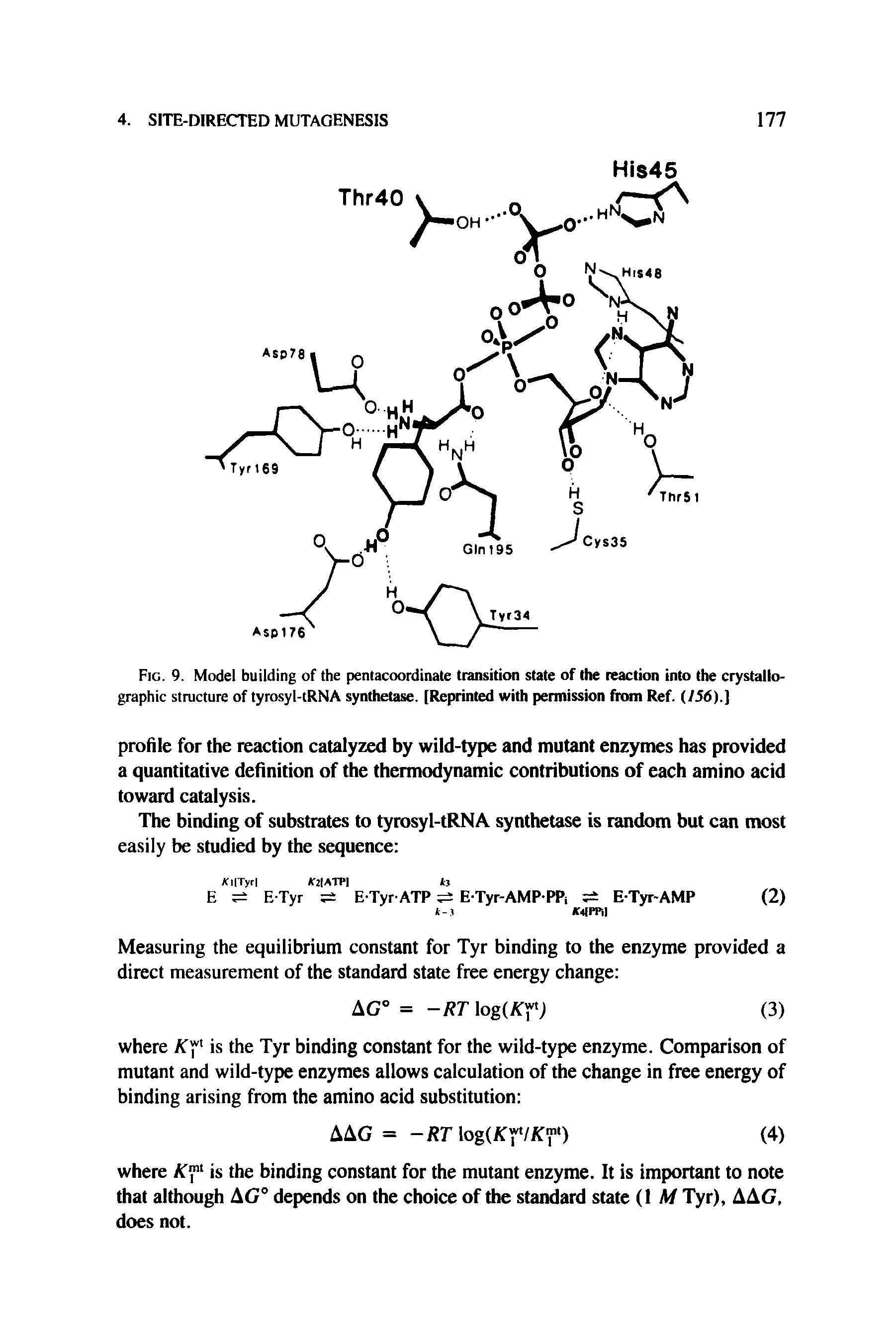 Fig. 9. Model building of the pentacoordinate transition state of the reaction into the crystallographic structure of tyrosyl-tRNA synthetase. [Reprinted with permission from Ref. (/56).)...