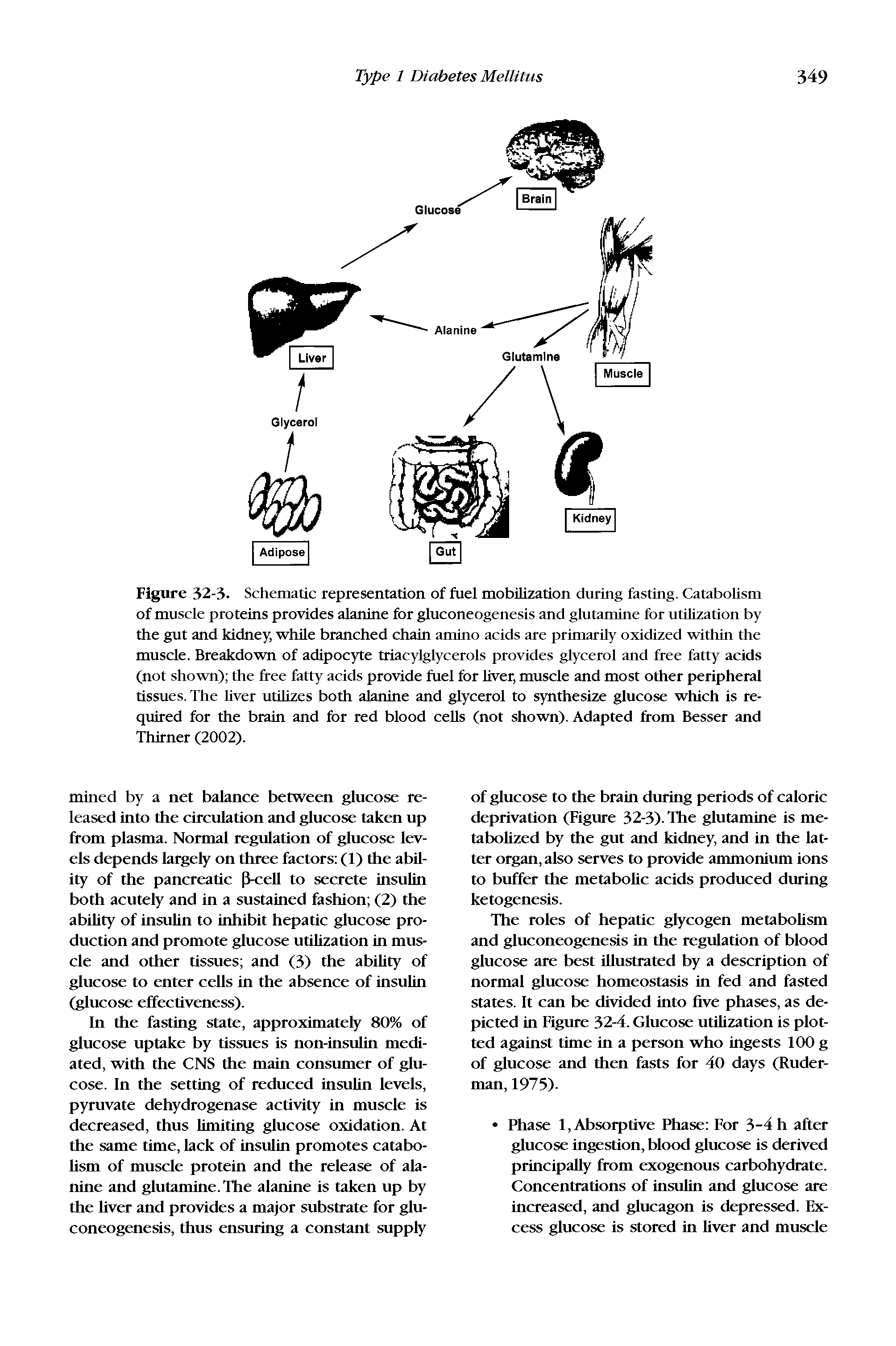 Figure 32-3. Schematic representation of fuel mobilization during fasting. Catabolism of muscle proteins provides alanine for gluconeogenesis and glutamine for utilization by the gut and kidney, while branched chain amino acids are primarily oxidized within the muscle. Breakdown of adipocyte triacylglycerols provides glycerol and free fatty acids (not shown) the free fatty acids provide fuel for liver, muscle and most other peripheral tissues. The liver utilizes both alanine and glycerol to synthesize glucose which is required for the brain and for red blood cells (not shown). Adapted from Besser and Thirner (2002).