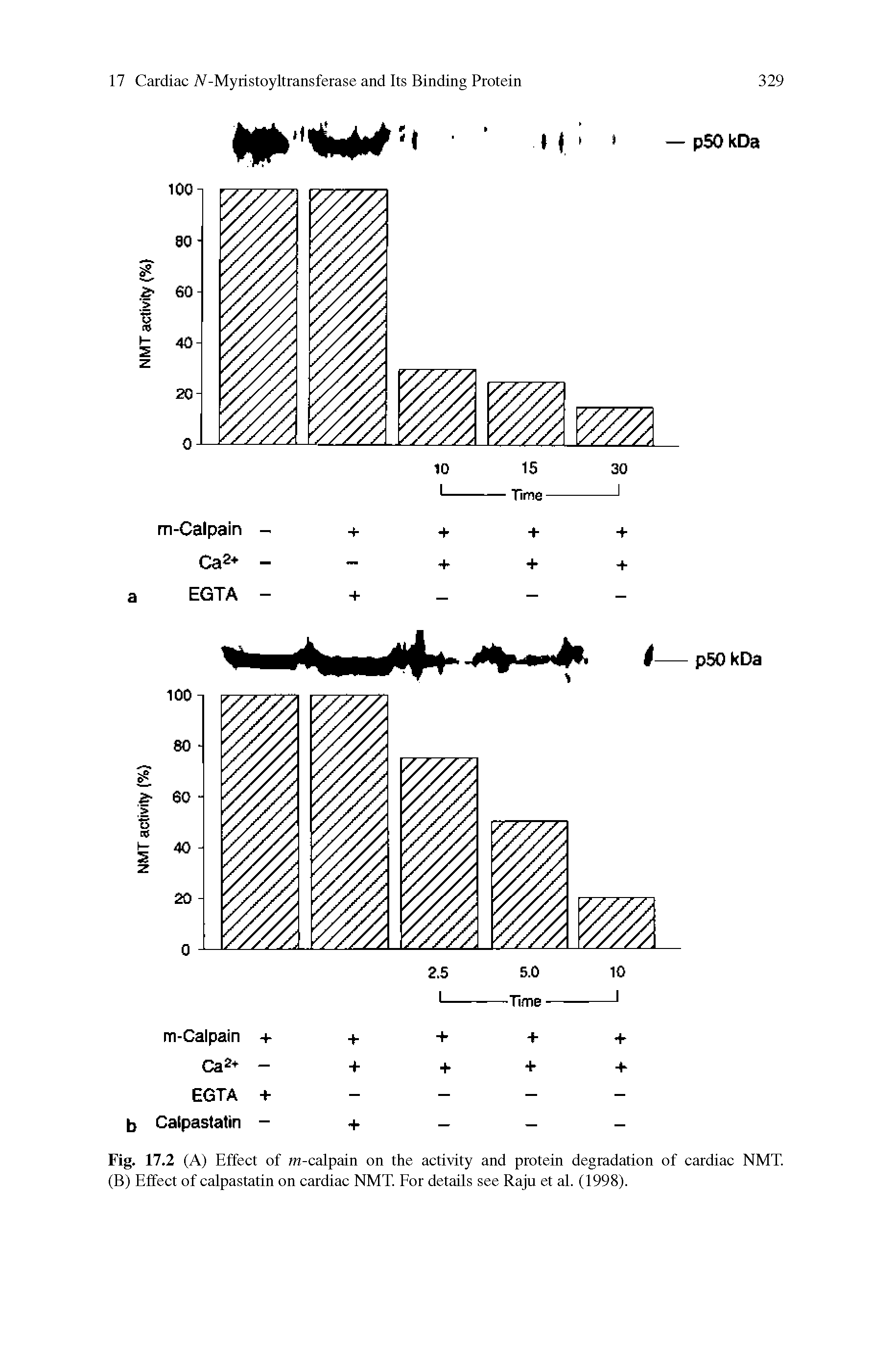 Fig. 17.2 (A) Effect of m-calpain on the activity and protein degradation of cardiac NMT. (B) Effect of calpastatin on cardiac NMT. For details see Raju et al. (1998).