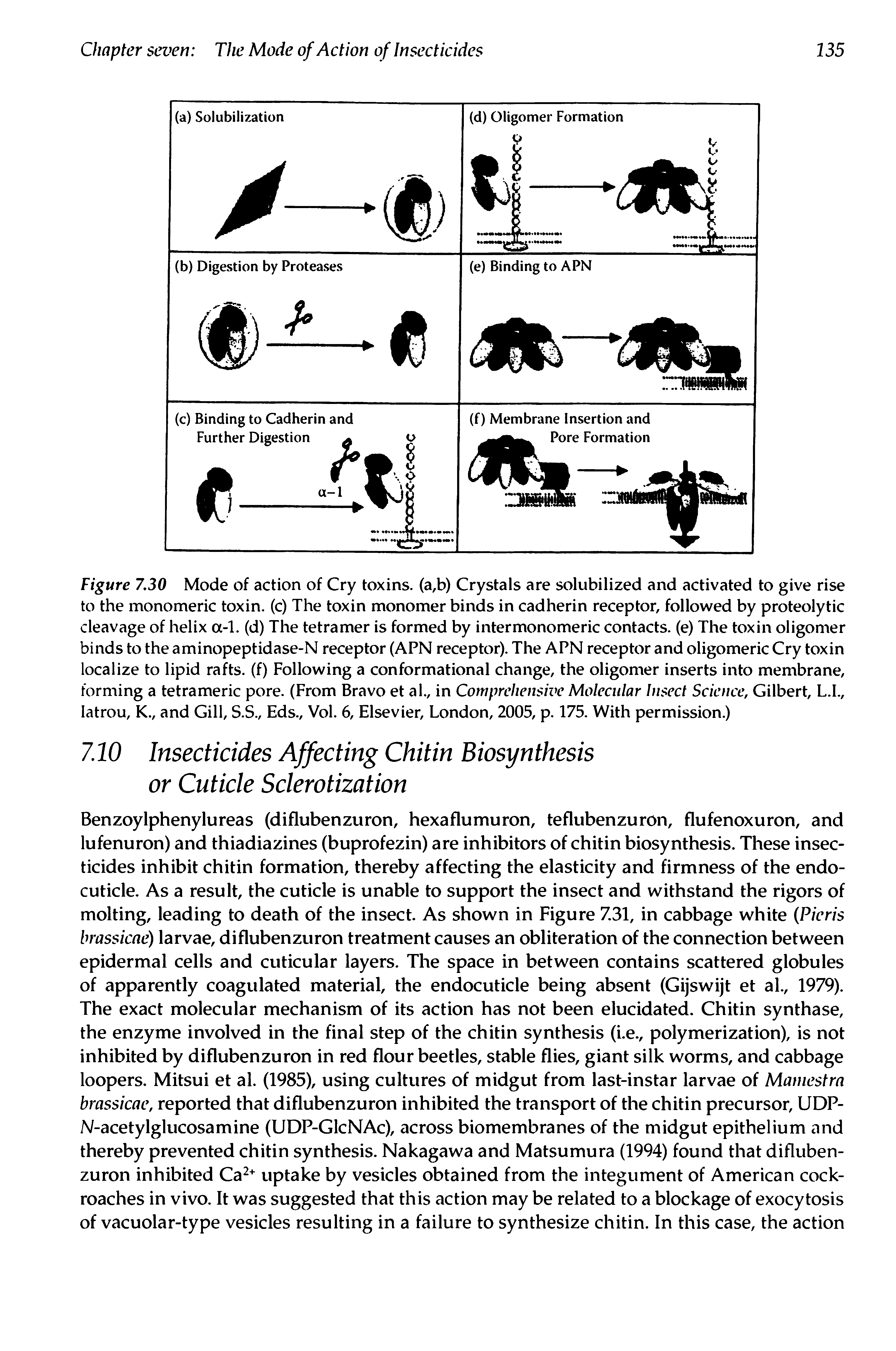 Figure 7.30 Mode of action of Cry toxins. (a,b) Crystals are solubilized and activated to give rise to the monomeric toxin, (c) The toxin monomer binds in cadherin receptor, followed by proteolytic cleavage of helix a-1. (d) The tetramer is formed by inter monomeric contacts, (e) The toxin oligomer binds to the aminopeptidase-N receptor (APN receptor). The APN receptor and oligomeric Cry toxin localize to lipid rafts, (f) Following a conformational change, the oligomer inserts into membrane, forming a tetrameric pore. (From Bravo et al., in Comprehensive Molecular Insect Science, Gilbert, L.I., Iatrou, K., and Gill, S.S., Eds., Vol. 6, Elsevier, London, 2005, p. 175. With permission.)...