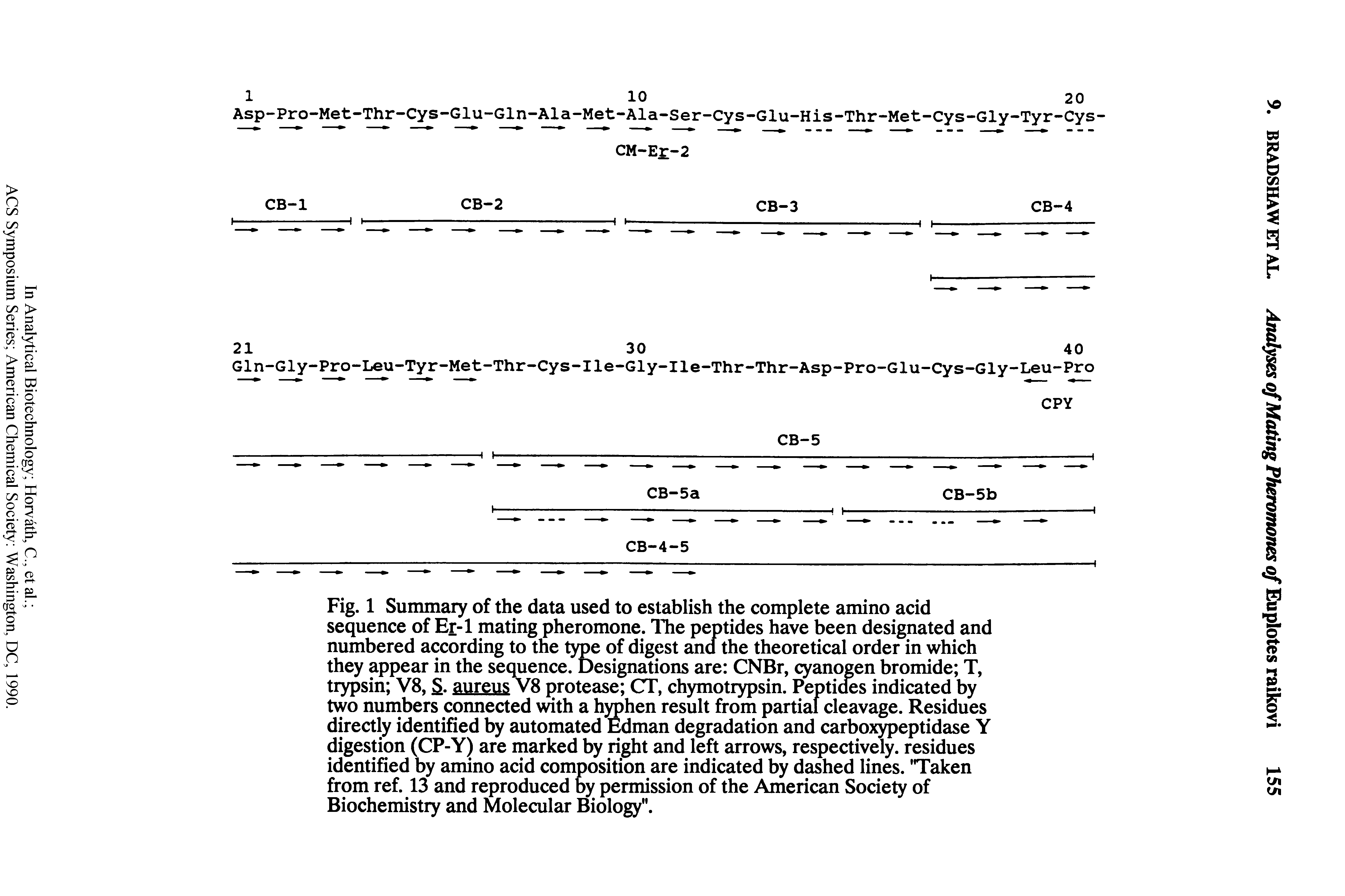 Fig. 1 Summary of the data used to establish the complete amino acid sequence of Er-1 mating pheromone. The peptides have been designated and numbered according to the type of digest ana the theoretical order in which they appear in the sequence. Designations are CNBr, cyanogen bromide T, trypsin V8, . aureus V8 protease CT, chymotrypsin. Peptiaes indicated by two numbers connected with a hyphen result from partial cleavage. Residues directly identified by automated Edman degradation and carboxypeptidase Y digestion (CP-Y) are marked by right and left arrows, respectively, residues identified by amino acid composition are indicated by dashed lines. Taken from ref. 13 and reproduced by permission of the American Society of ...