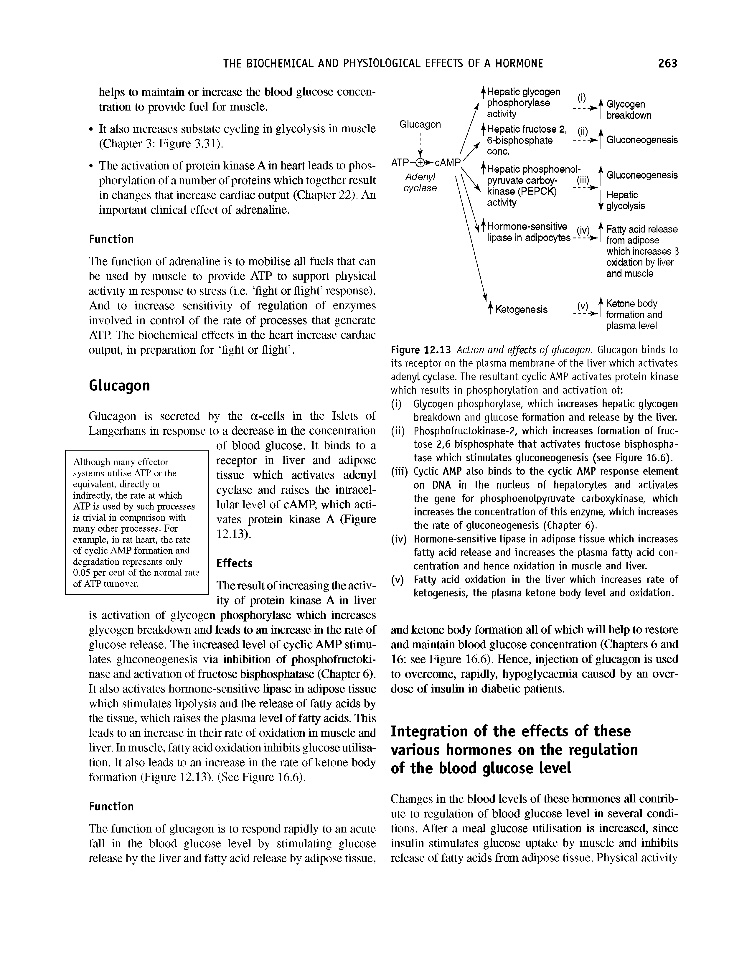 Figure 12.13 Action and effects of glucagon. Glucagon binds to its receptor on the plasma membrane of the liver which activates adenyl cyclase. The resultant cyclic AMP activates protein kinase which results in phosphorylation and activation of ...