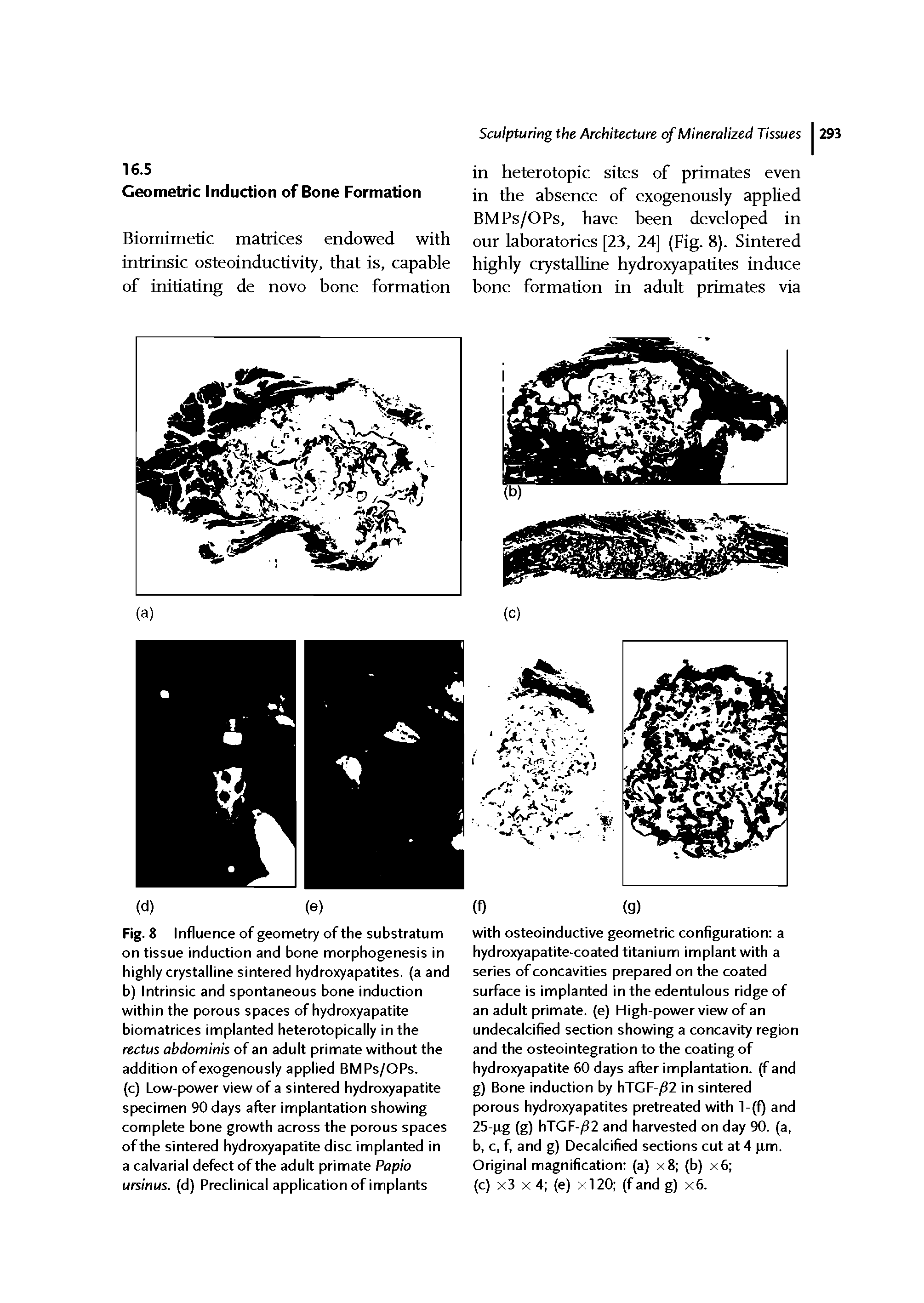 Fig. 8 Influence of geometry of the substratum on tissue induction and bone morphogenesis in highly crystalline sintered hydroxyapatites, (a and b) Intrinsic and spontaneous bone induction within the porous spaces of hydroxyapatite biomatrices implanted heterotopically in the rectus abdominis of an adult primate without the addition of exogenously applied BMPs/OPs.