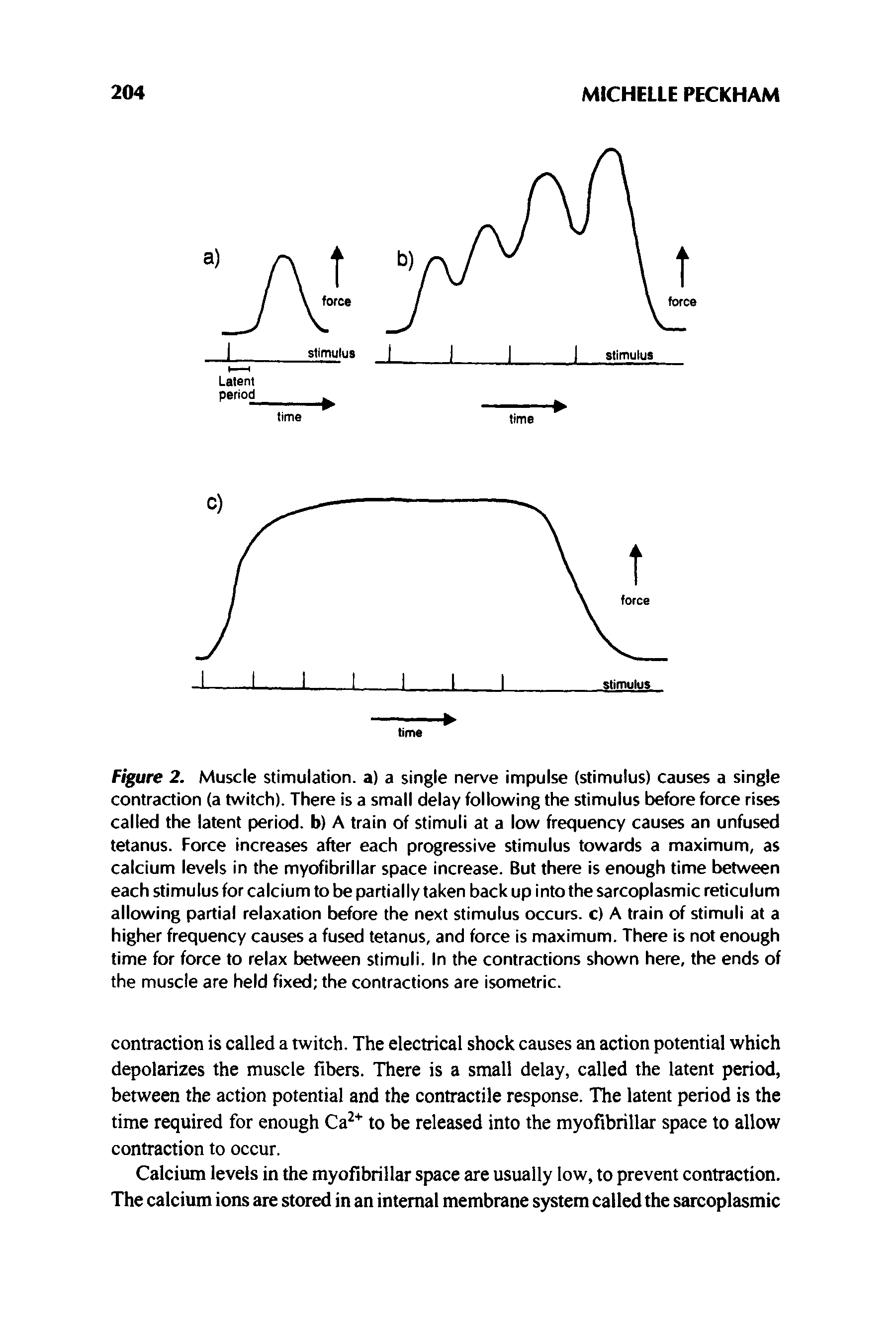 Figure 2. Muscle stimulation, a) a single nerve impulse (stimulus) causes a single contraction (a twitch). There is a small delay following the stimulus before force rises called the latent period, b) A train of stimuli at a low frequency causes an unfused tetanus. Force increases after each progressive stimulus towards a maximum, as calcium levels in the myofibrillar space increase. But there is enough time between each stimulus for calcium to be partially taken back up into the sarcoplasmic reticulum allowing partial relaxation before the next stimulus occurs, c) A train of stimuli at a higher frequency causes a fused tetanus, and force is maximum. There is not enough time for force to relax between stimuli. In the contractions shown here, the ends of the muscle are held fixed the contractions are isometric.